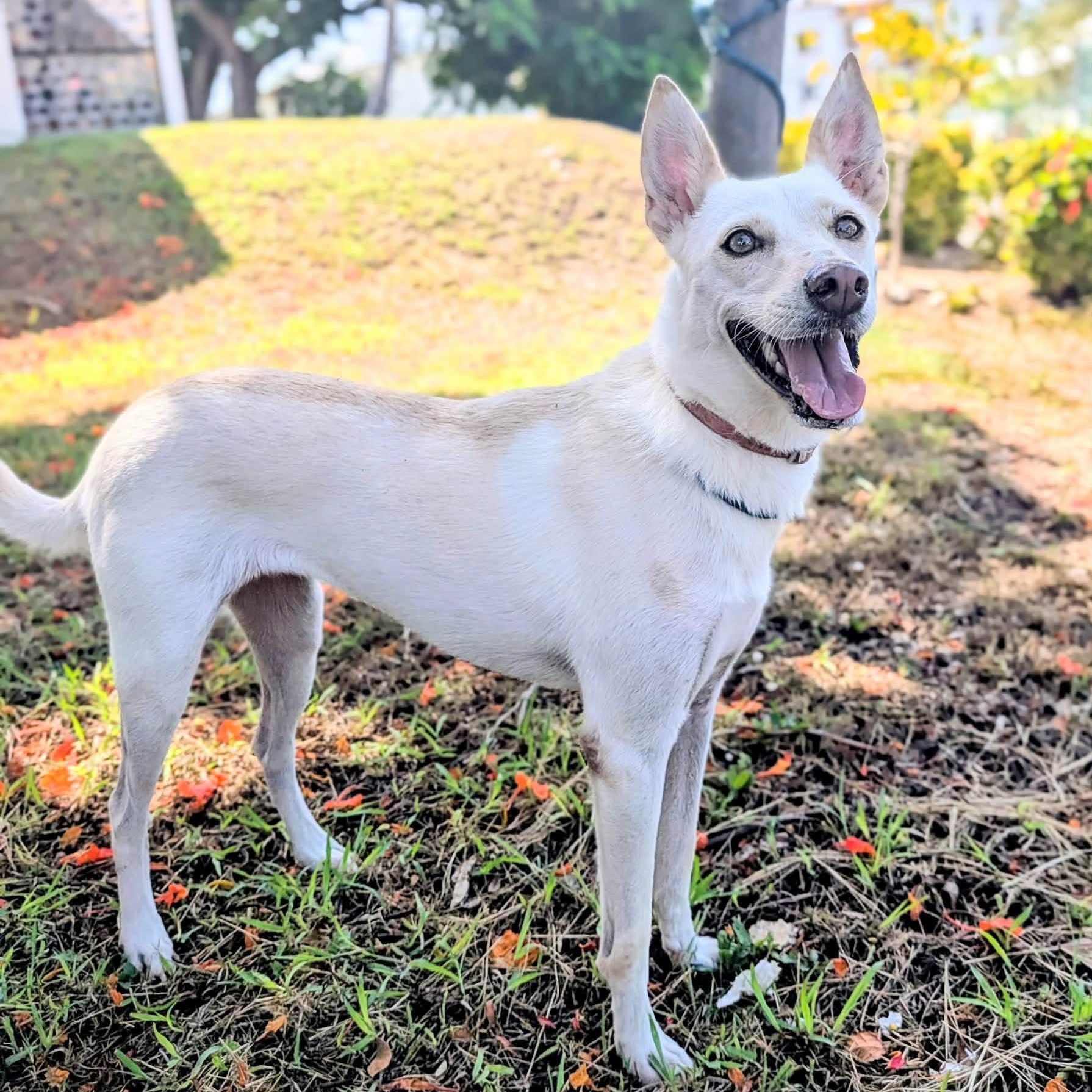 Nuba, a ADOPTABLE Mixed Breed in North Vancouver, BC image 2/6