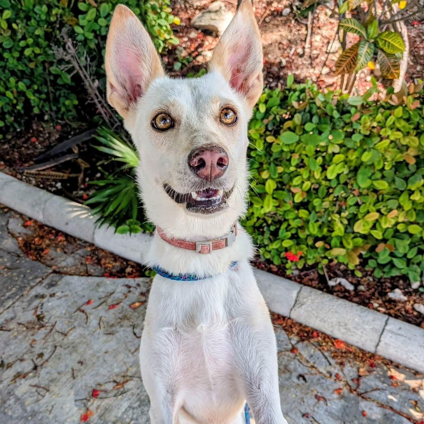 Nuba, a ADOPTABLE Mixed Breed in North Vancouver, BC image 5/6