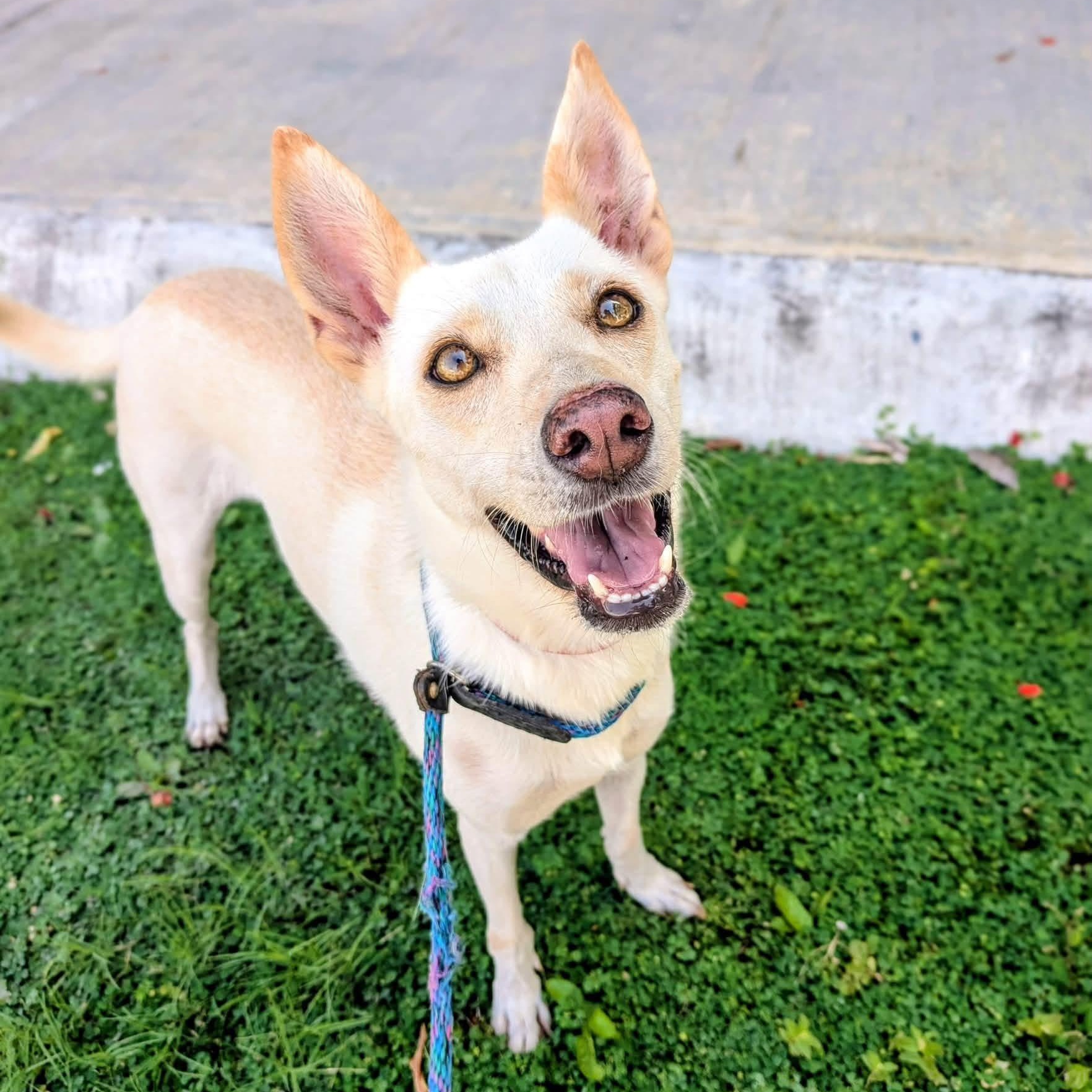 Nuba, a ADOPTABLE Mixed Breed in North Vancouver, BC image 3/6