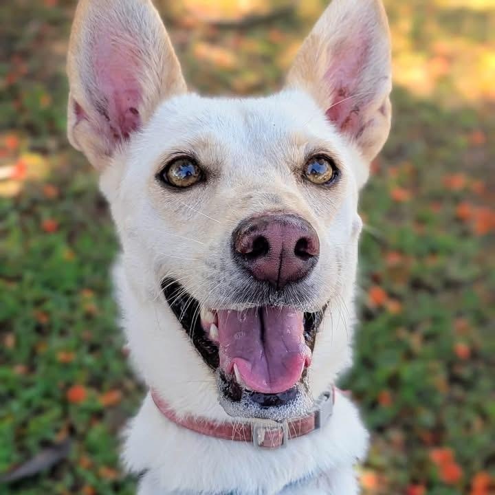 Nuba, a ADOPTABLE Mixed Breed in North Vancouver, BC image 1/6