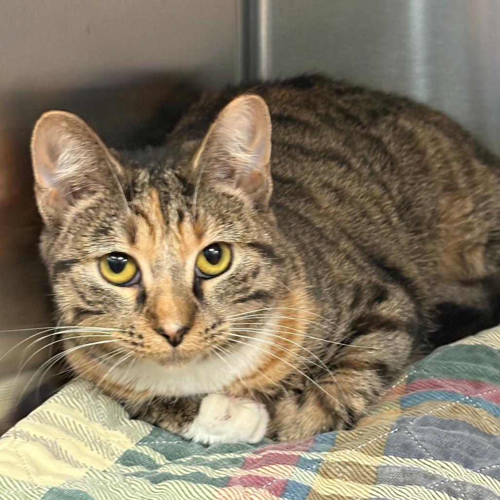 Chelsea, Adoptable, Young Female Domestic Short Hair.