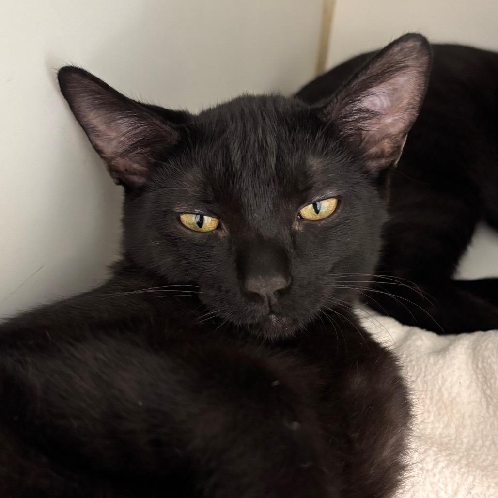Max, Adoptable, Kitten Male Domestic Short Hair.