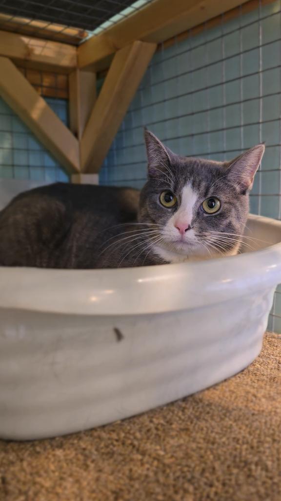 Enlarge Savannah, a Adoptable mixed breed in Athens, OH image 1/3