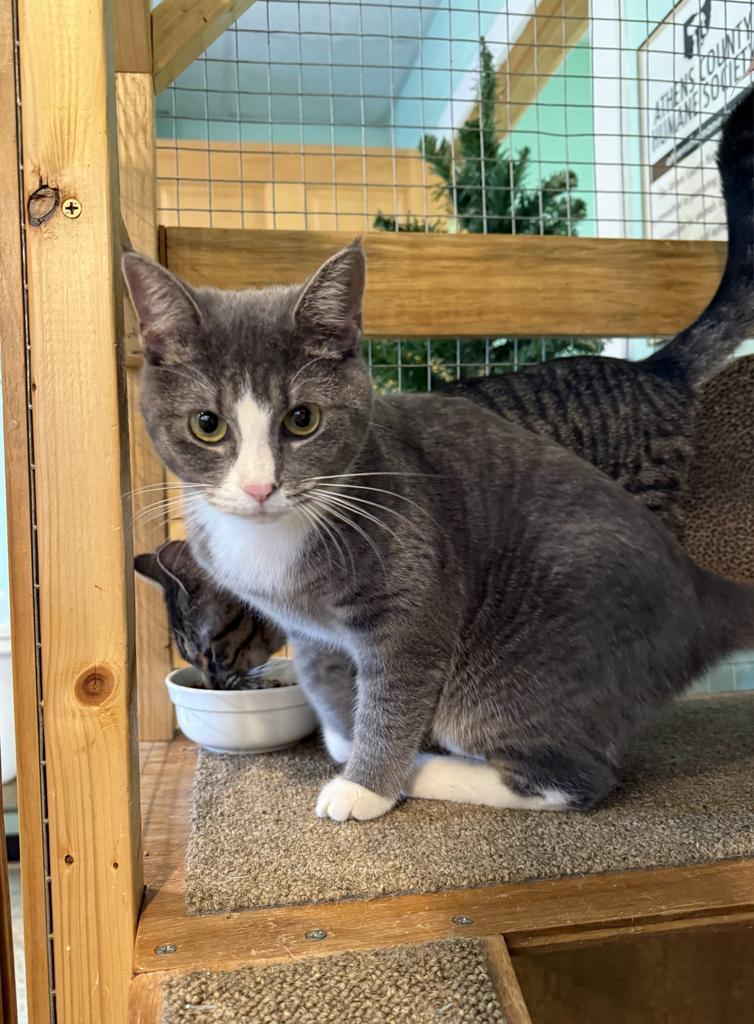 Enlarge Savannah, a Adoptable mixed breed in Athens, OH image 2/3