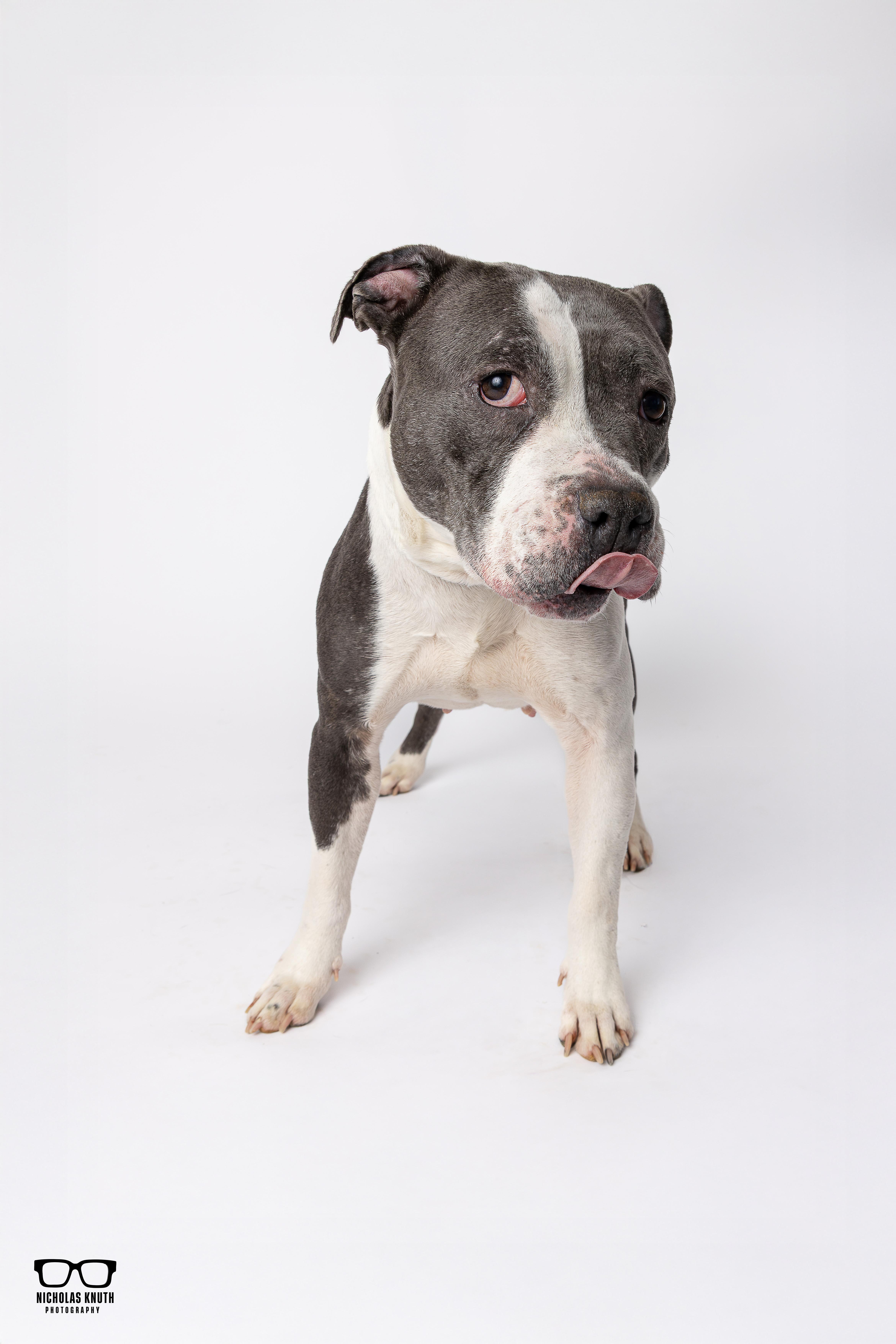 Enlarge Mara, a ADOPTABLE mixed breed in Palatine, IL image 3/6