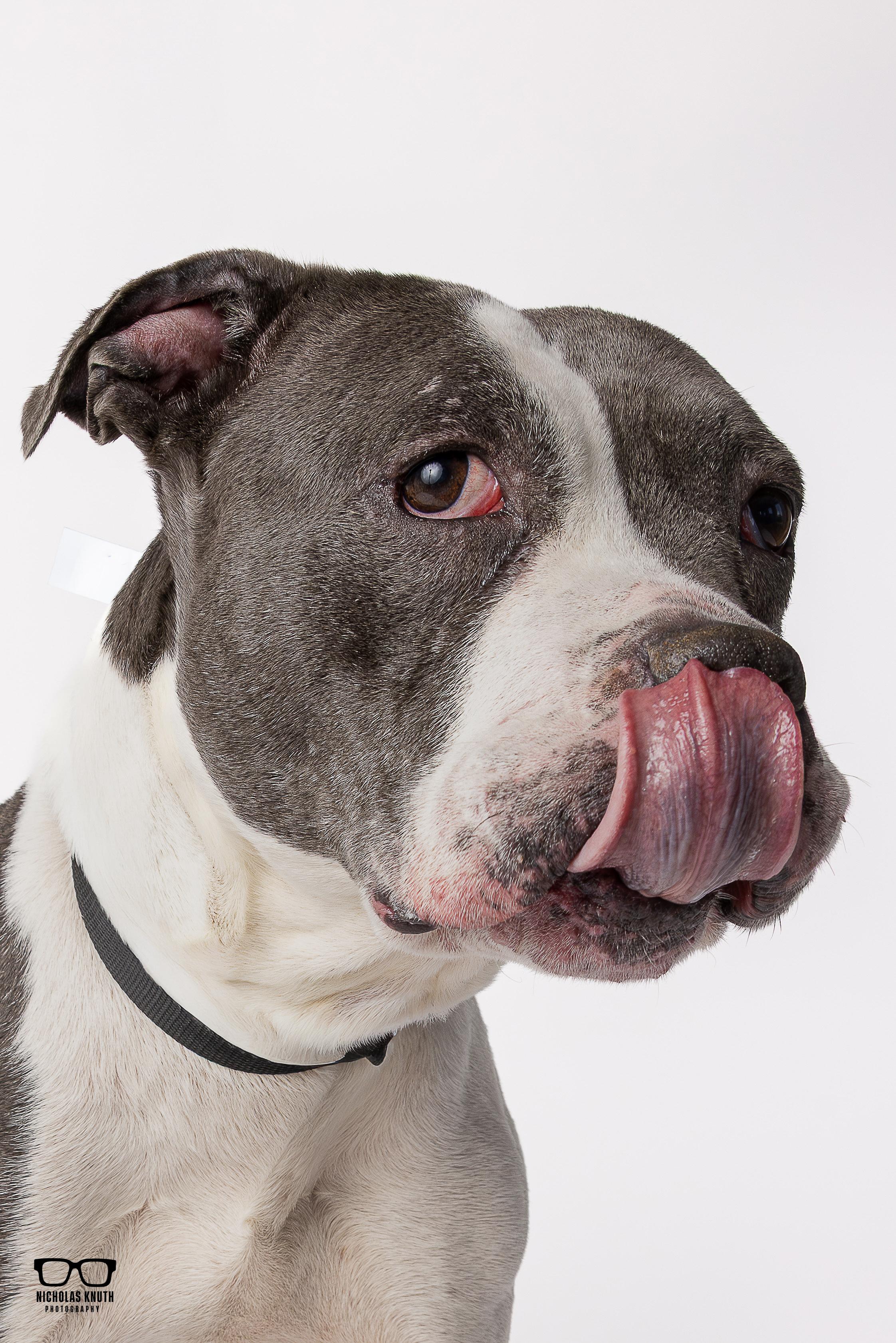 Enlarge Mara, a ADOPTABLE mixed breed in Palatine, IL image 5/6