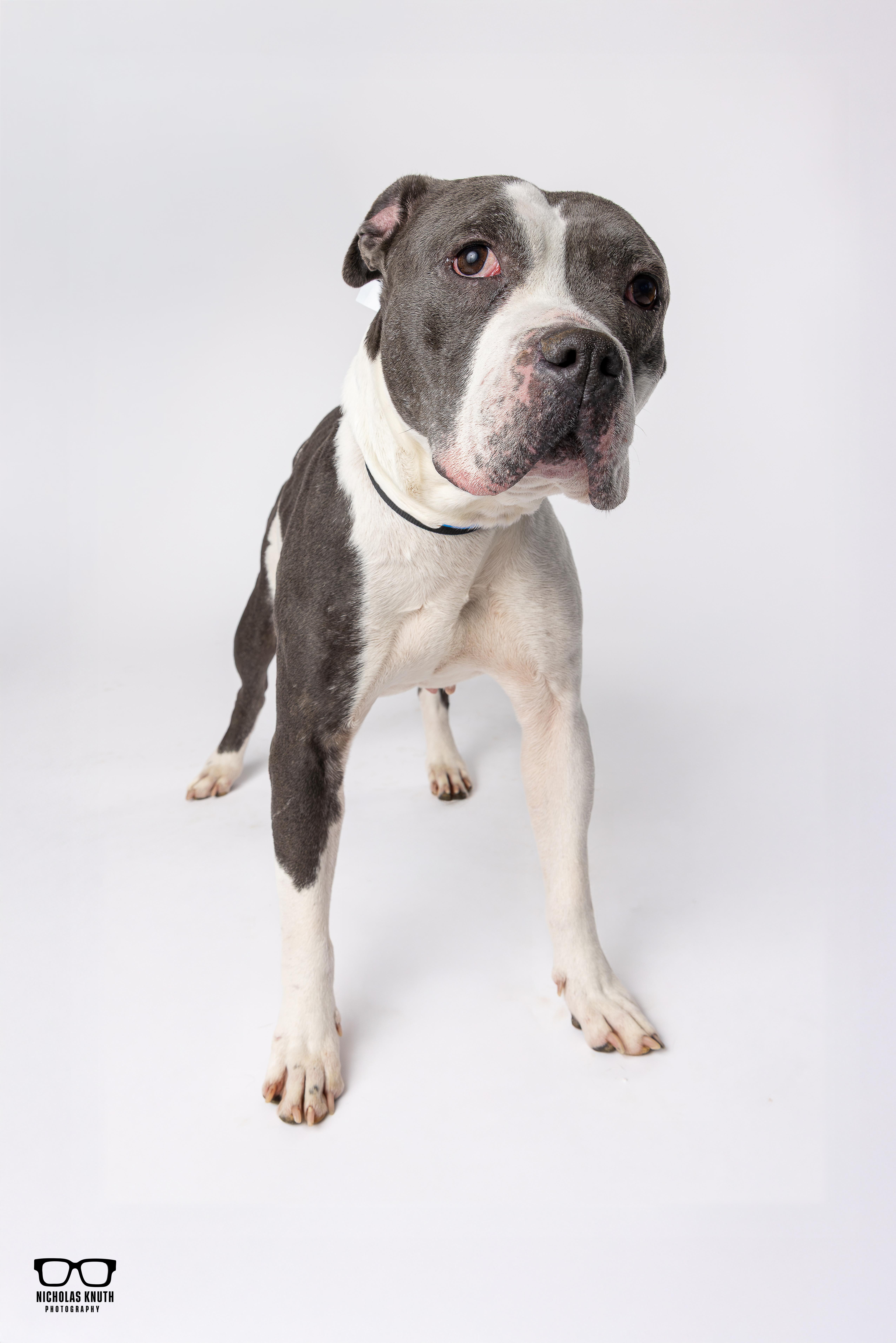 Enlarge Mara, a ADOPTABLE mixed breed in Palatine, IL image 6/6