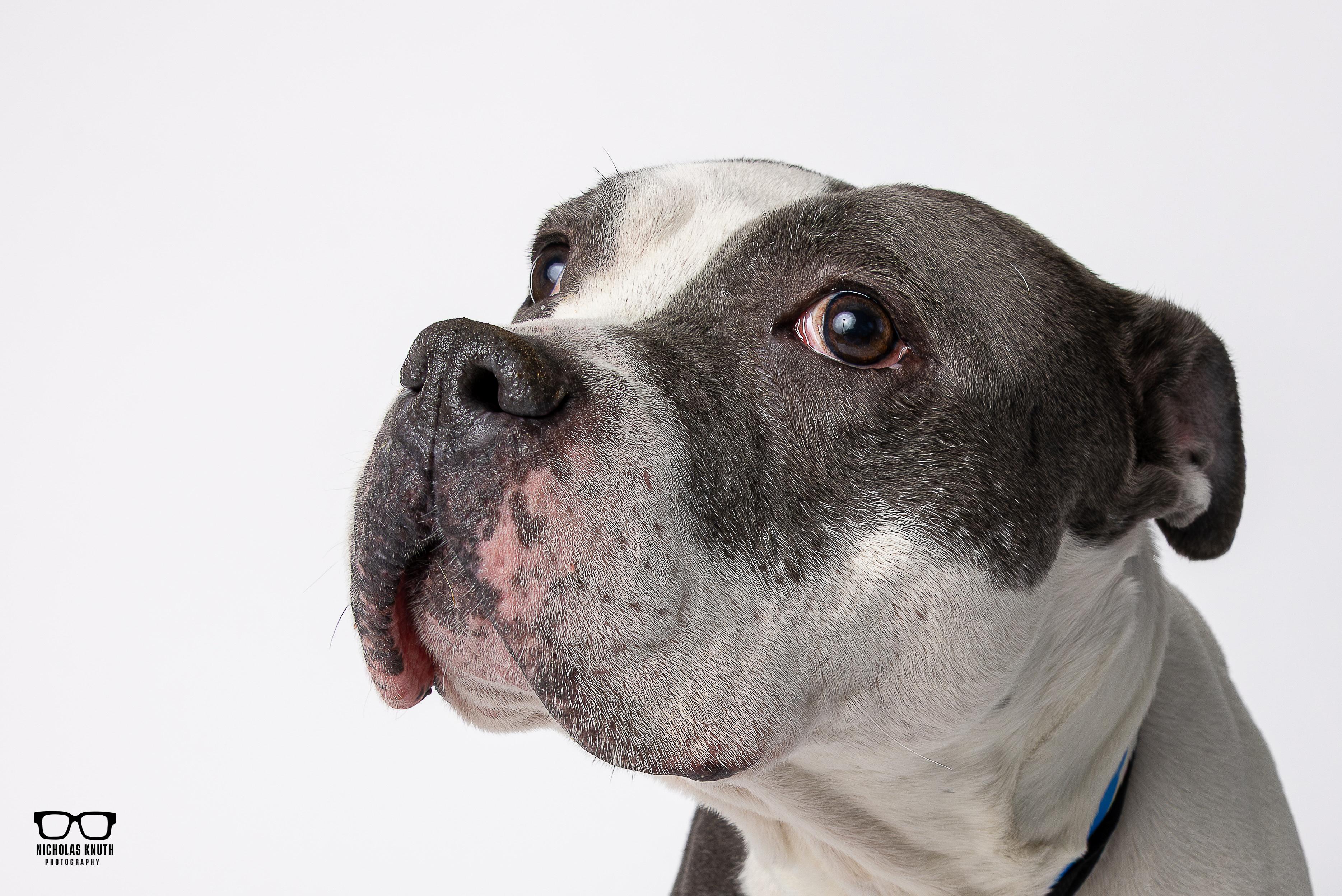 Enlarge Mara, a ADOPTABLE mixed breed in Palatine, IL image 1/6