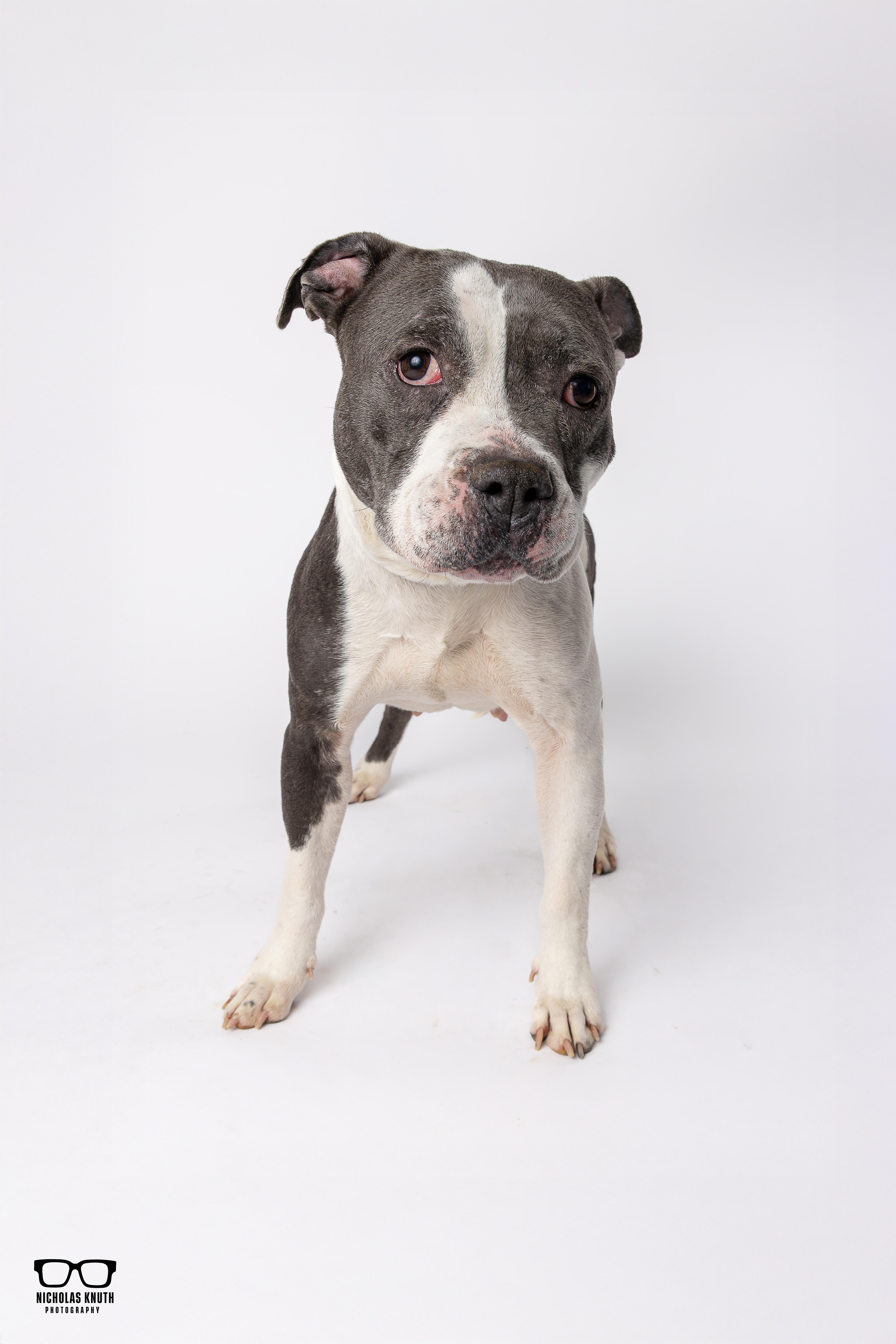 Enlarge Mara, a ADOPTABLE mixed breed in Palatine, IL image 2/6