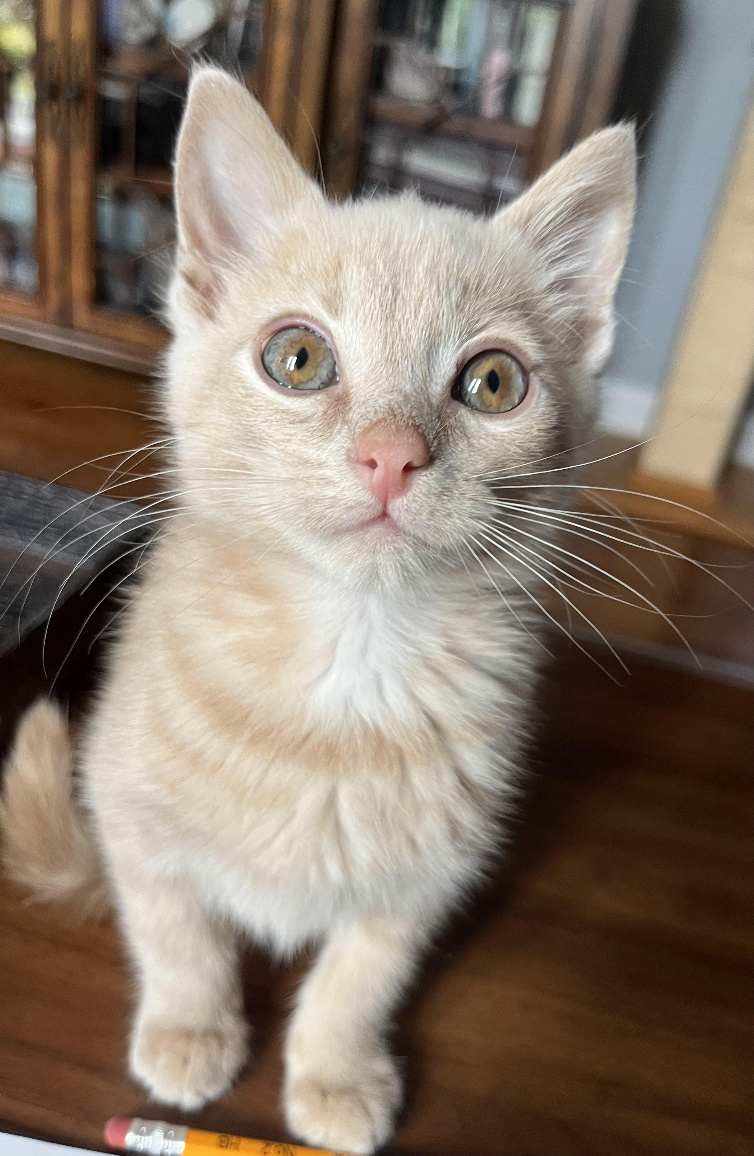 Paddy, an adopted Domestic Short Hair in Mount Juliet, TN image 2/6