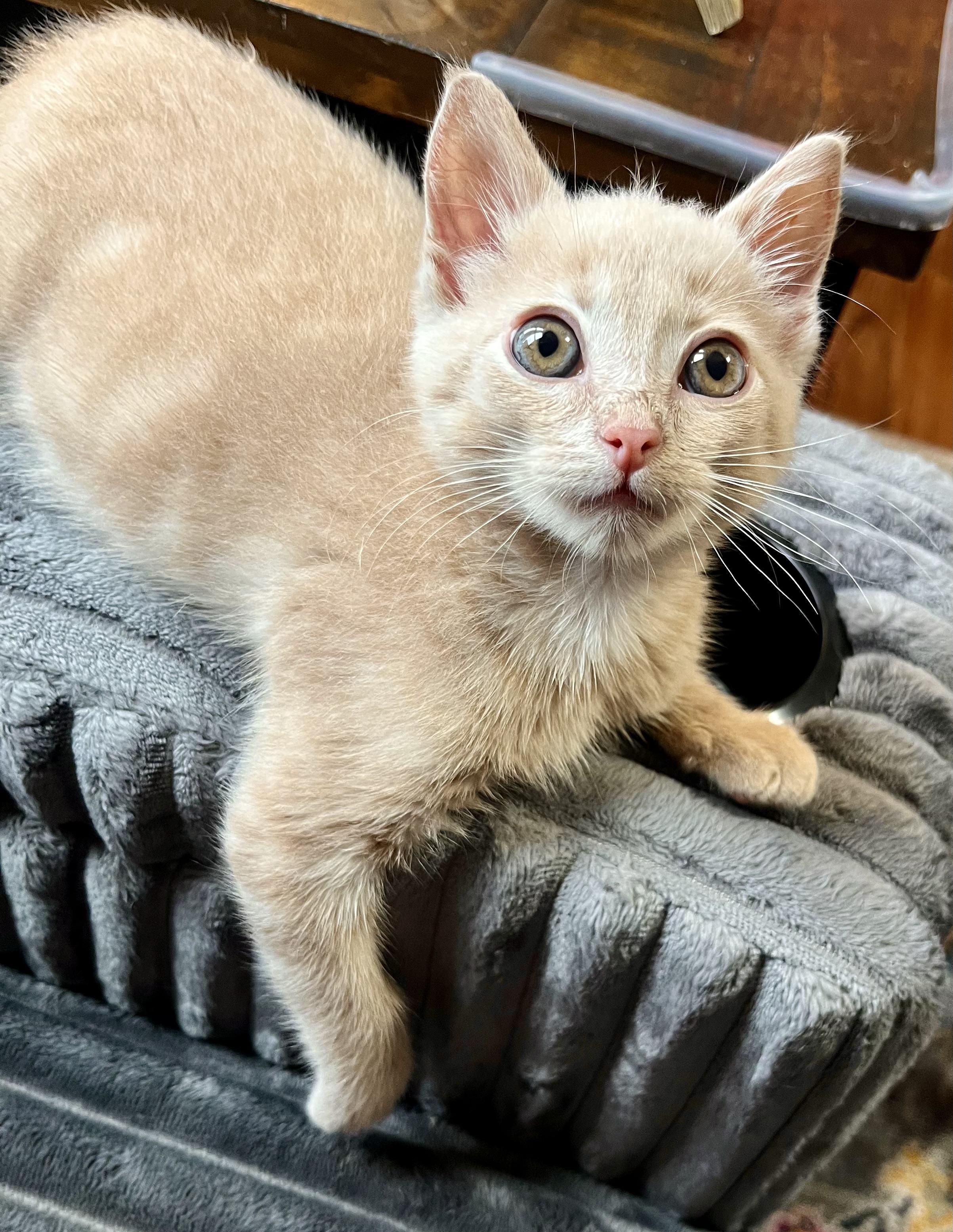 Paddy, an adopted Domestic Short Hair in Mount Juliet, TN image 6/6