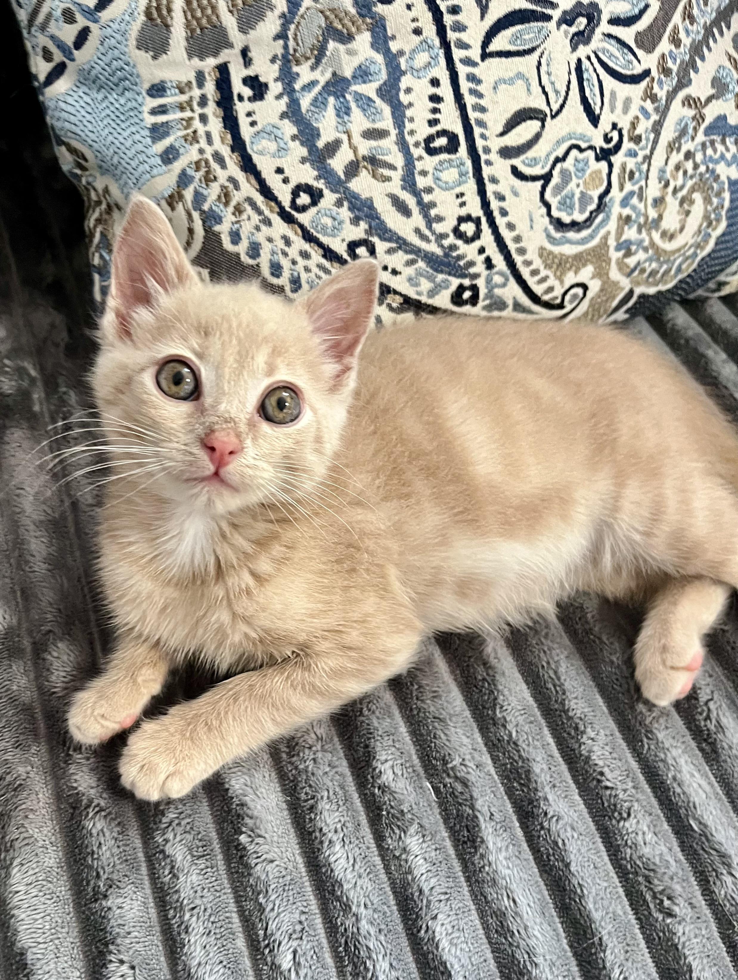 Paddy, an adopted Domestic Short Hair in Mount Juliet, TN image 5/6