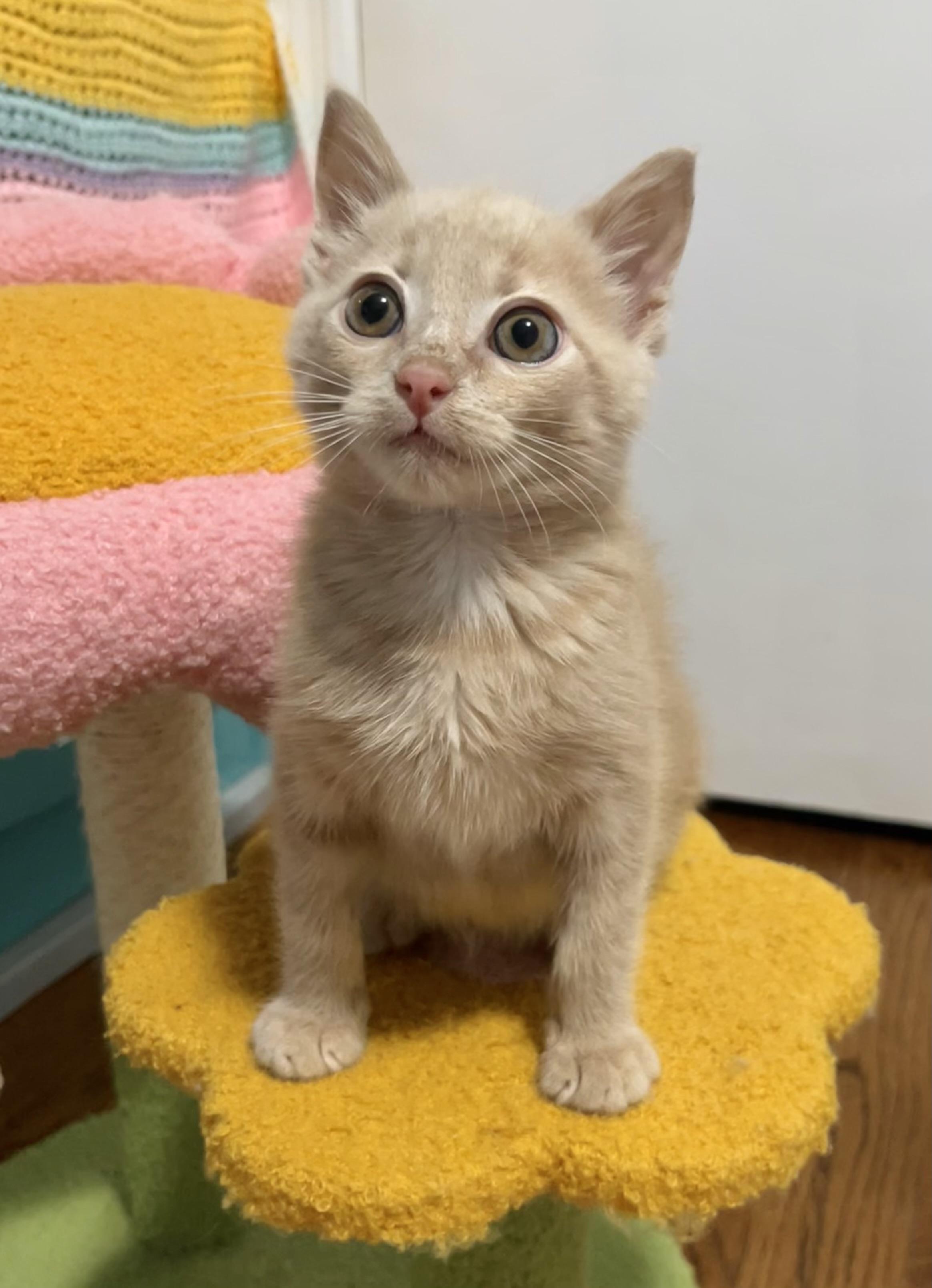 Paddy, an adopted Domestic Short Hair in Mount Juliet, TN image 3/6