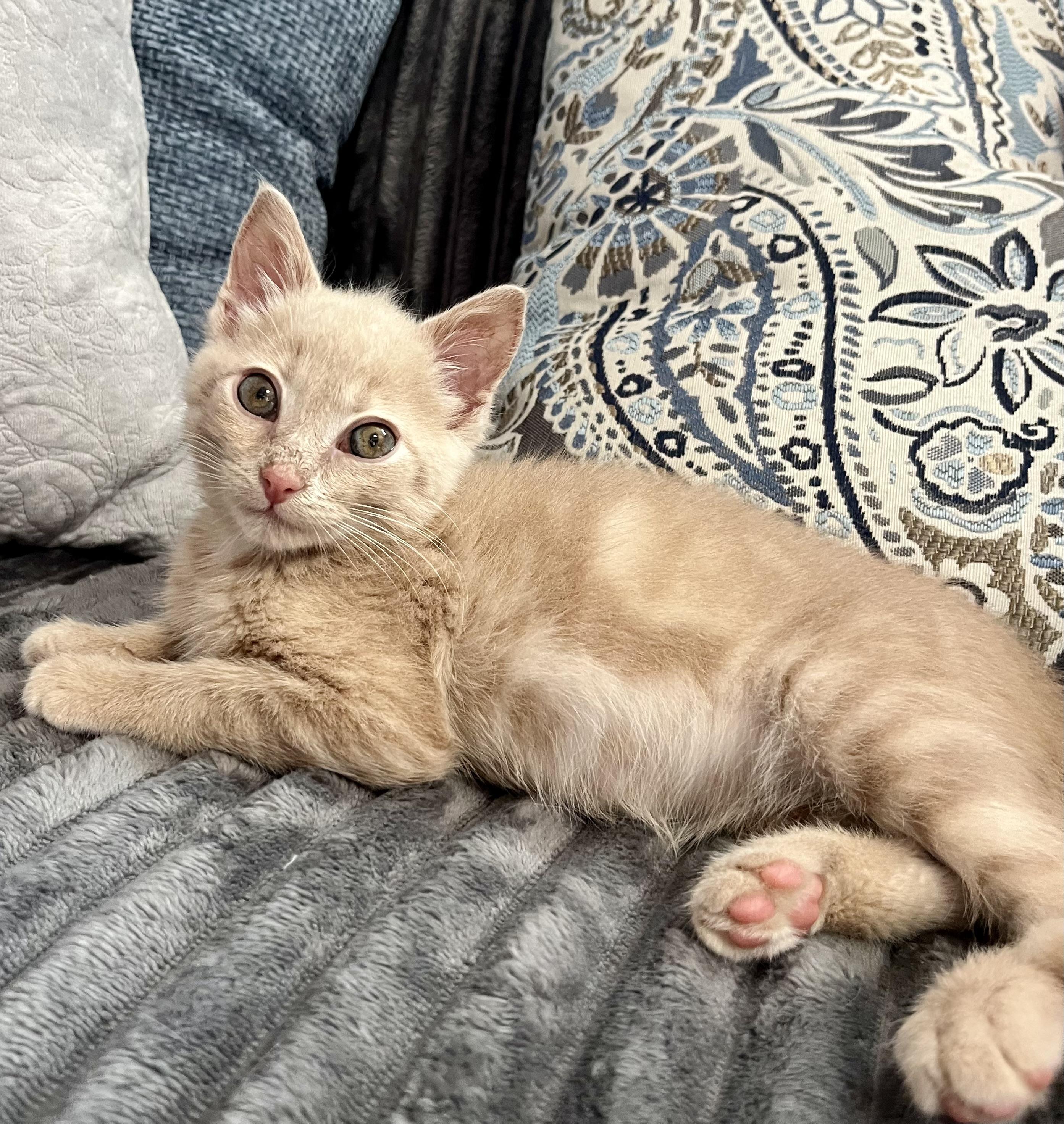 Paddy, an adopted Domestic Short Hair in Mount Juliet, TN image 4/6