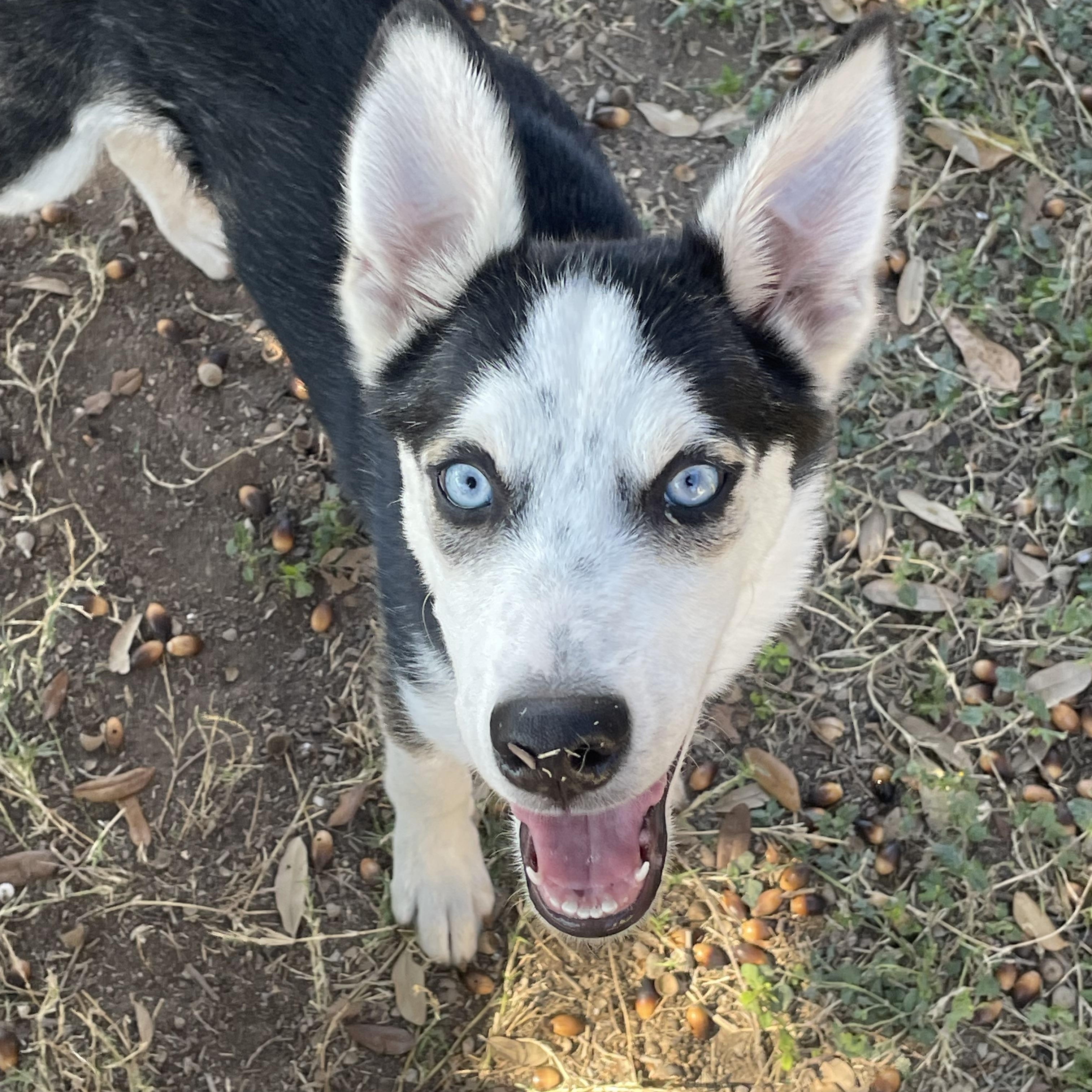 Enlarge Demitri, a Adoptable Siberian Husky in Manchester, NH image 3/5