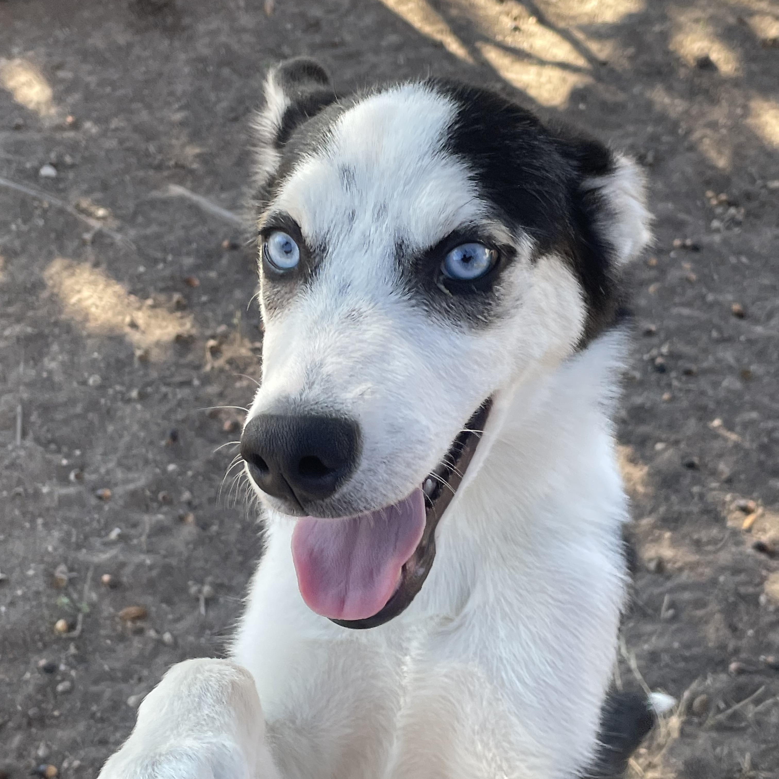 Enlarge Demitri, a Adoptable Siberian Husky in Manchester, NH image 5/5
