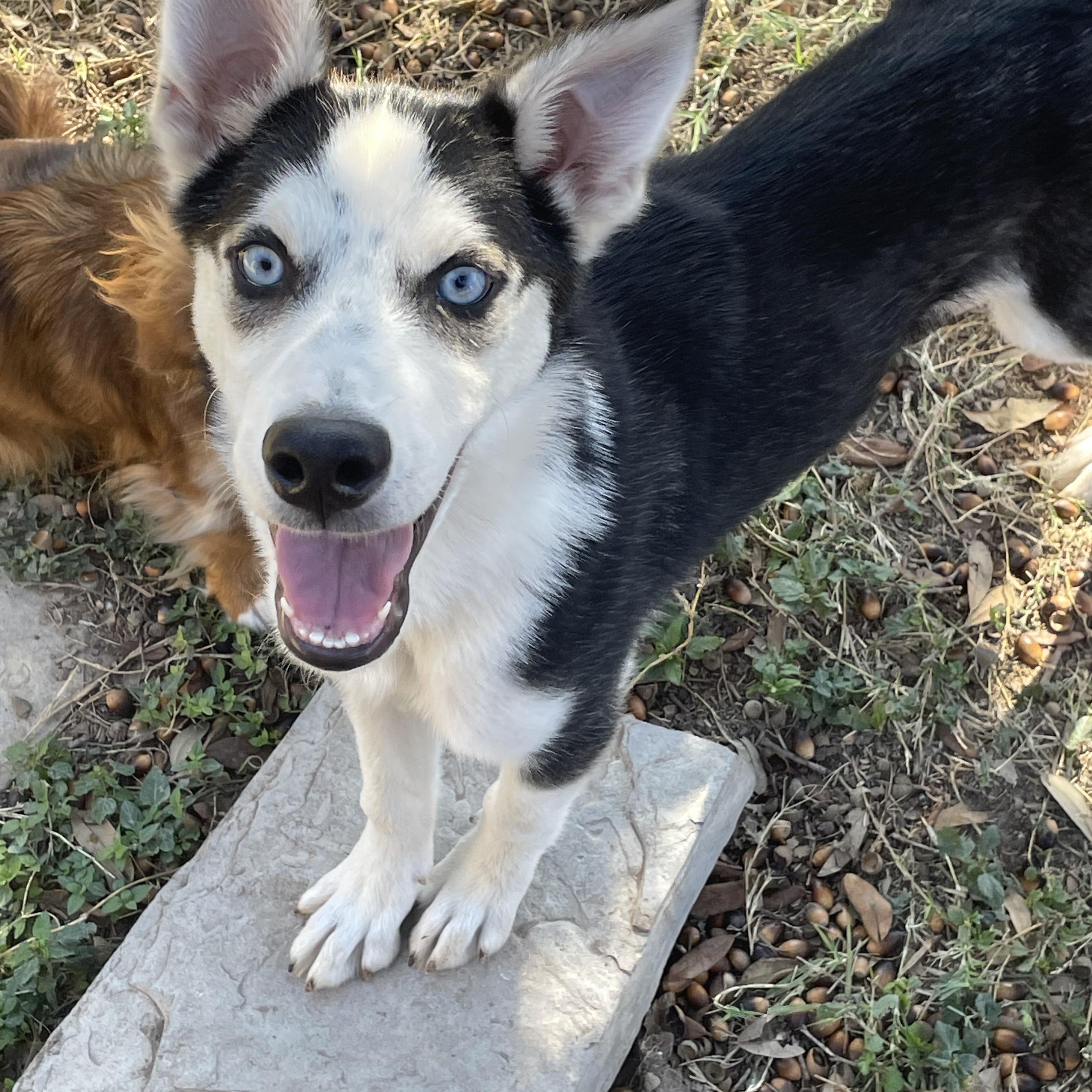 Enlarge Demitri, a Adoptable Siberian Husky in Manchester, NH image 2/5