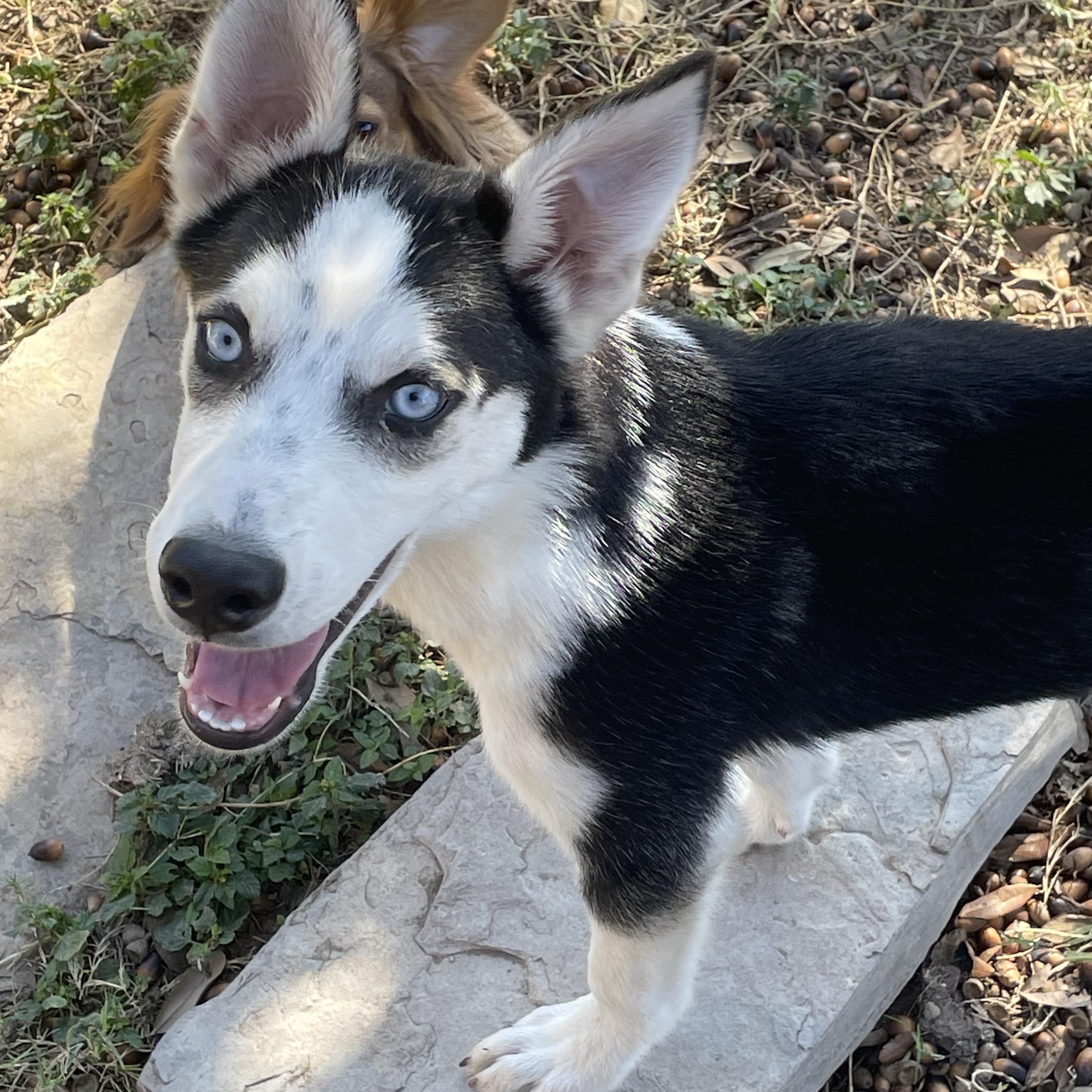 Enlarge Demitri, a Adoptable Siberian Husky in Manchester, NH image 4/5