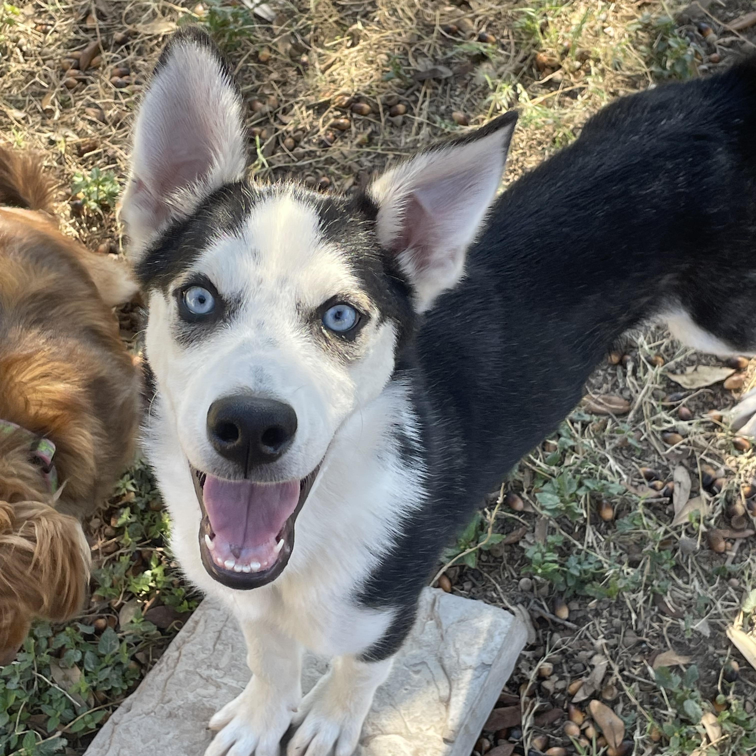 Demitri, Adoptable, Young Male Siberian Husky.