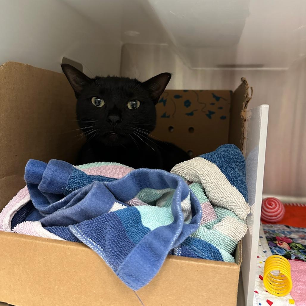 Cosmo, Adoptable, Young Male Domestic Short Hair.