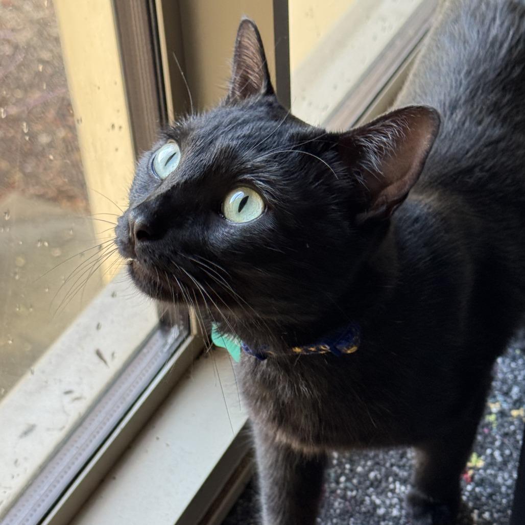 Enlarge Cosmo, a Adoptable Domestic Short Hair in Santa Barbara, CA image 2/2