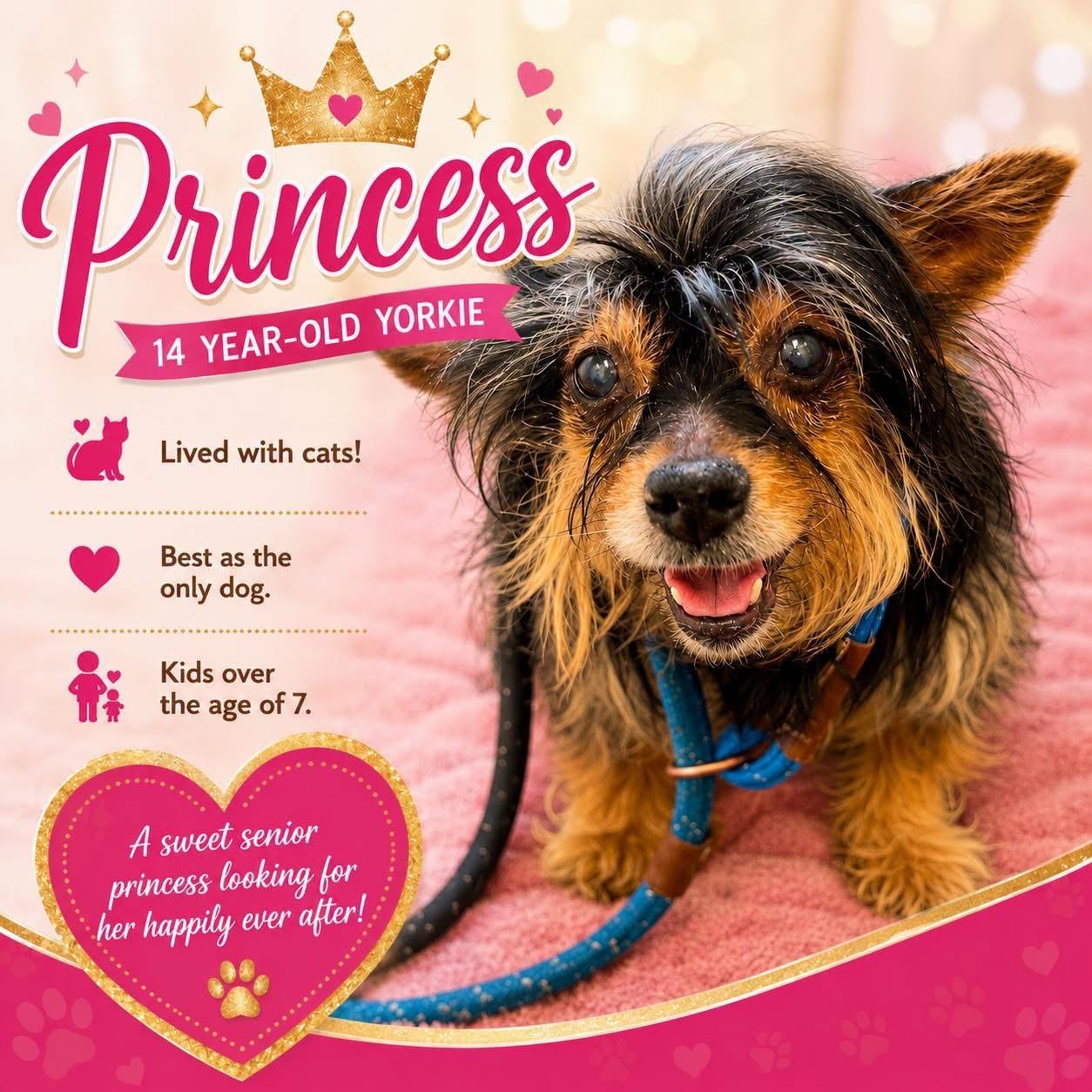 Enlarge Princess, an adopted Yorkshire Terrier in Jackson, NJ image 1/1