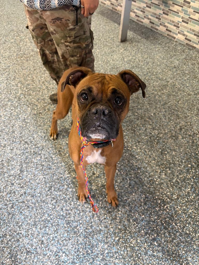 Emma, Adoptable, Adult Female Boxer.