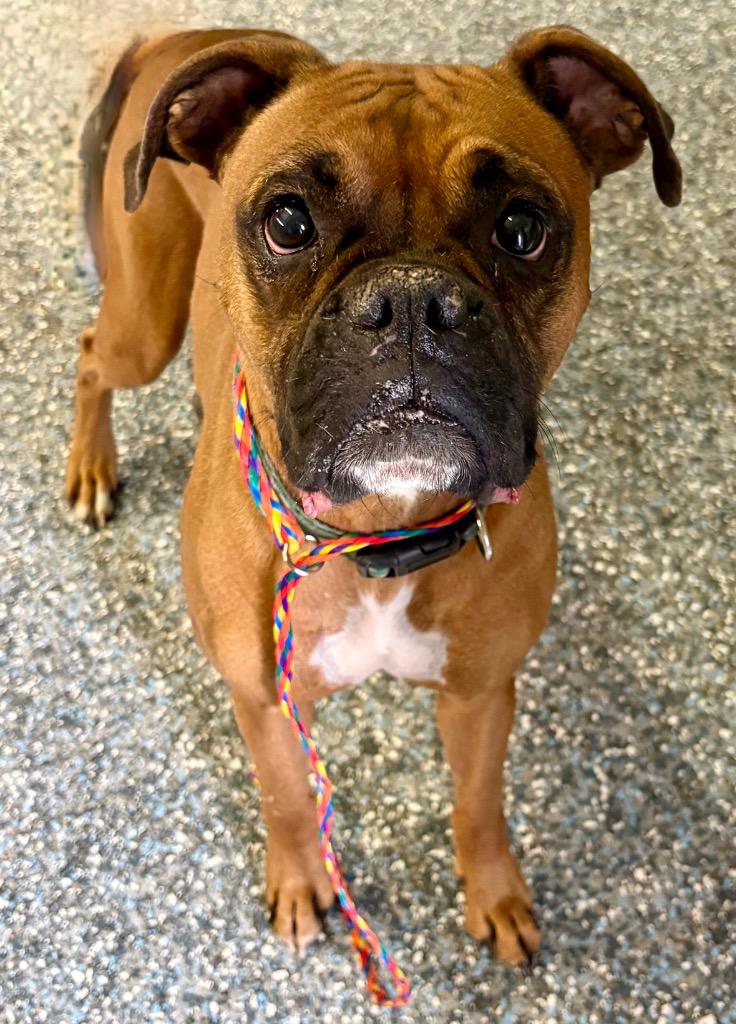 Enlarge Emma, a Adoptable Boxer in Reno, NV image 2/2