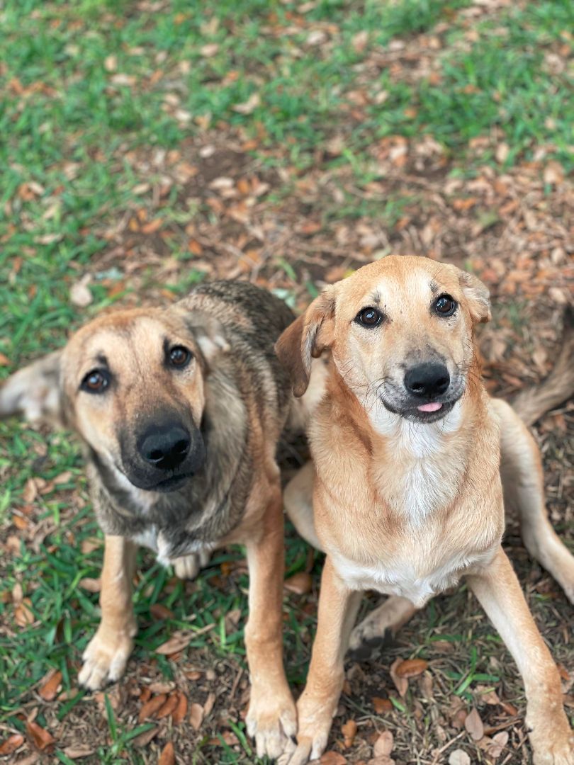 Antigua, a Adopted mixed breed in Portland, OR image 1/8
