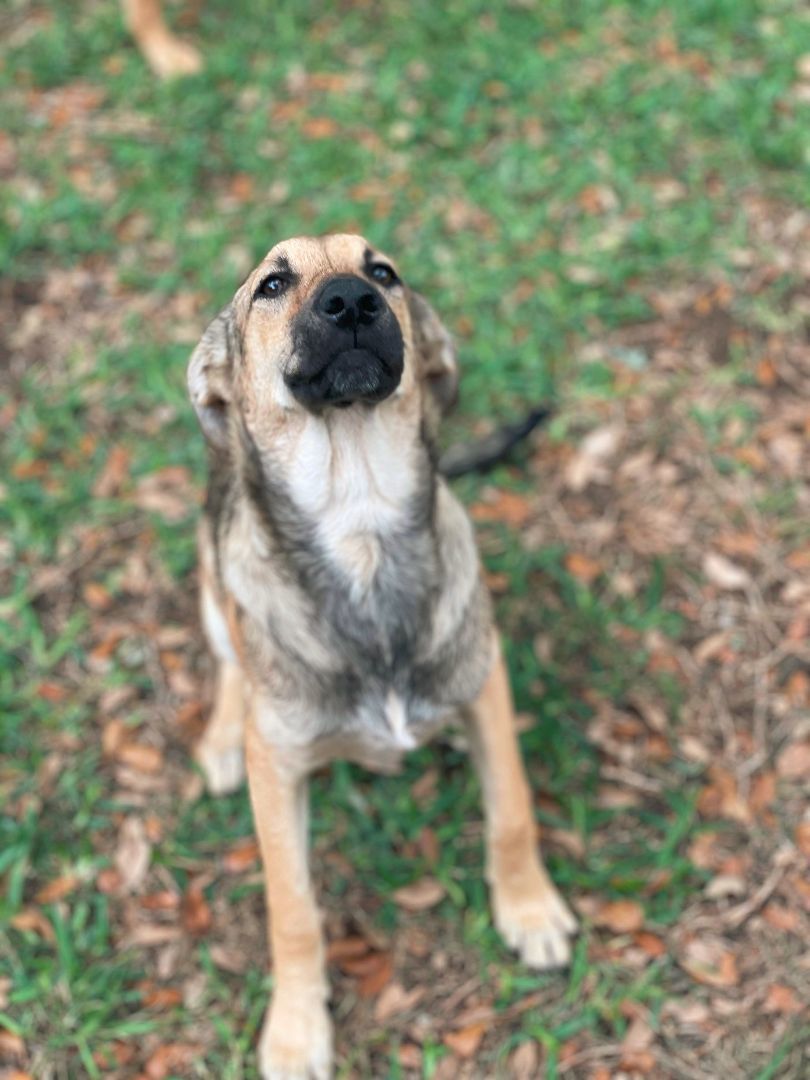 Antigua, a Adopted mixed breed in Portland, OR image 3/8