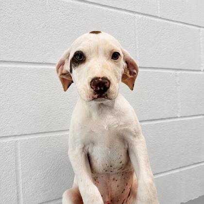 Enlarge Kye 3 months male, a Adoptable Labrador Retriever in Sterling, MA image 1/1