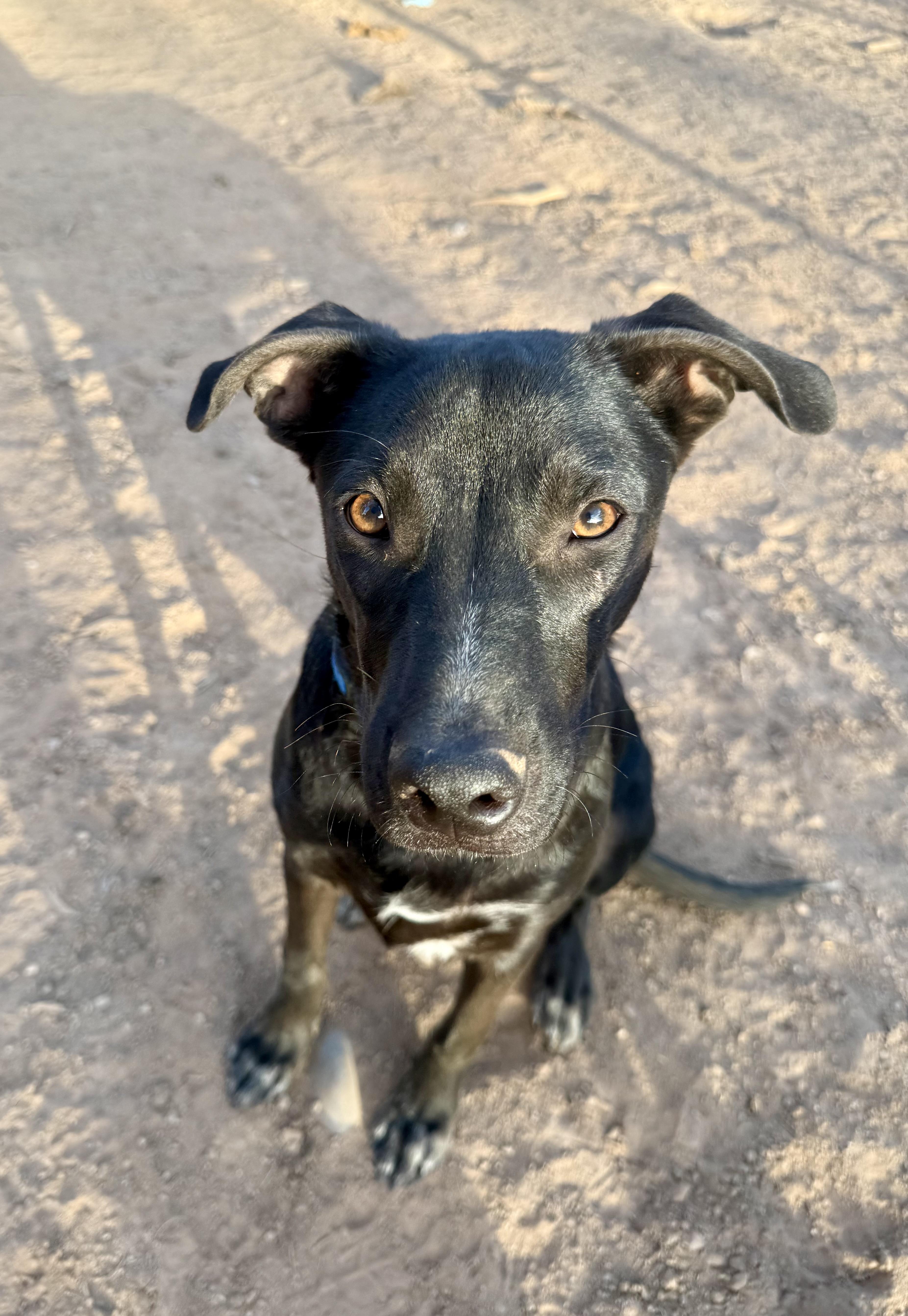 Jett, a Adoptable mixed breed in Tucson, AZ image 4/6