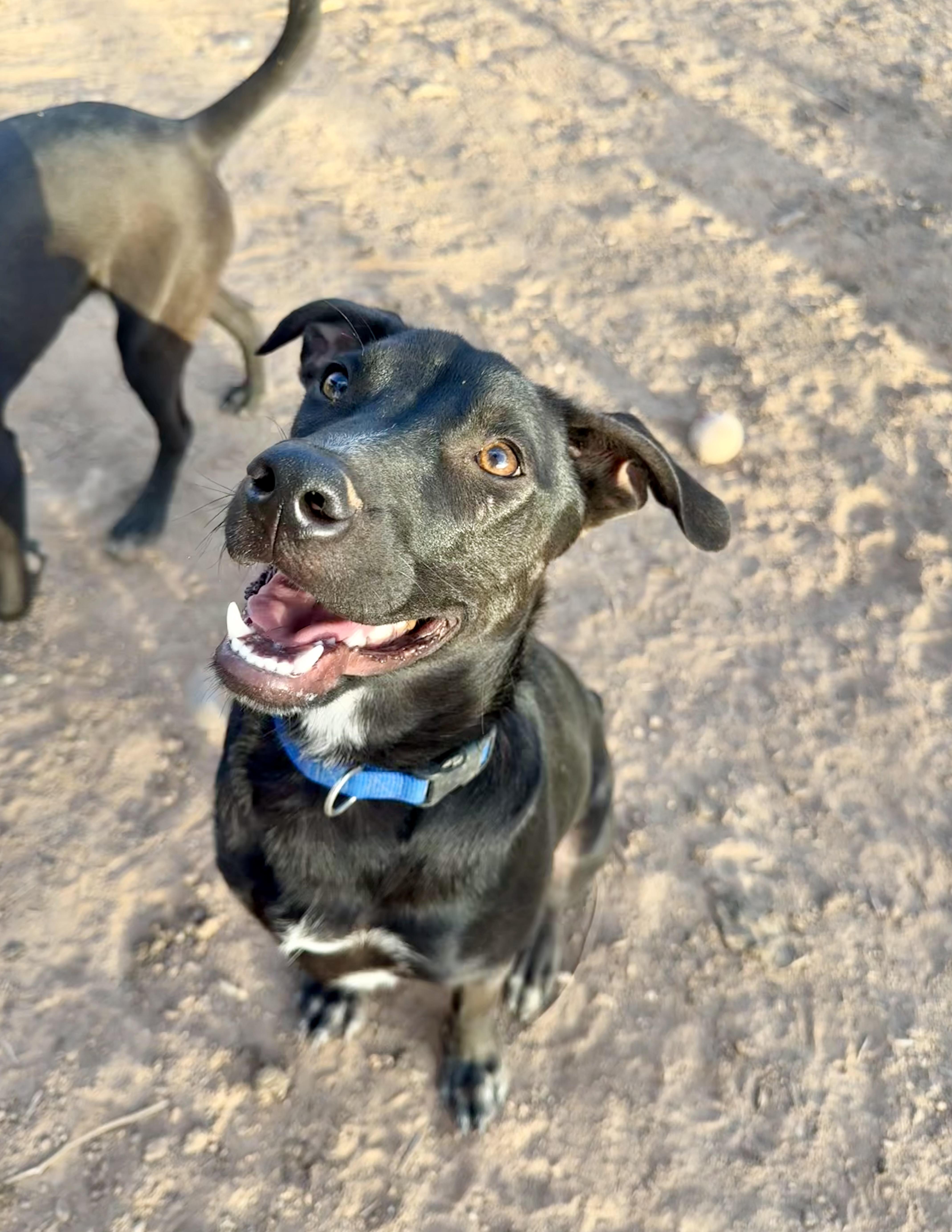 Jett, a Adoptable mixed breed in Tucson, AZ image 3/6