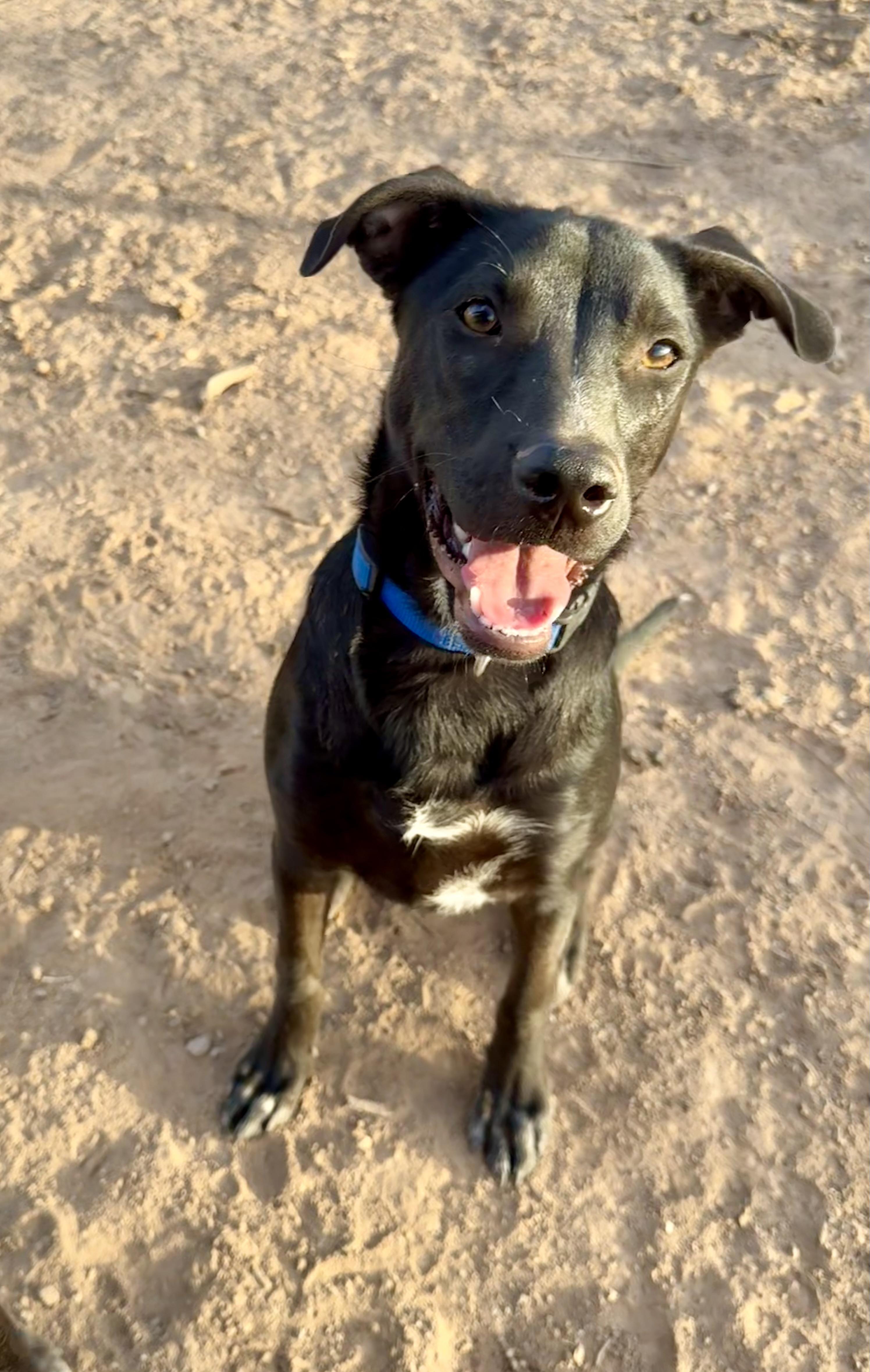 Jett, a Adoptable mixed breed in Tucson, AZ image 5/6