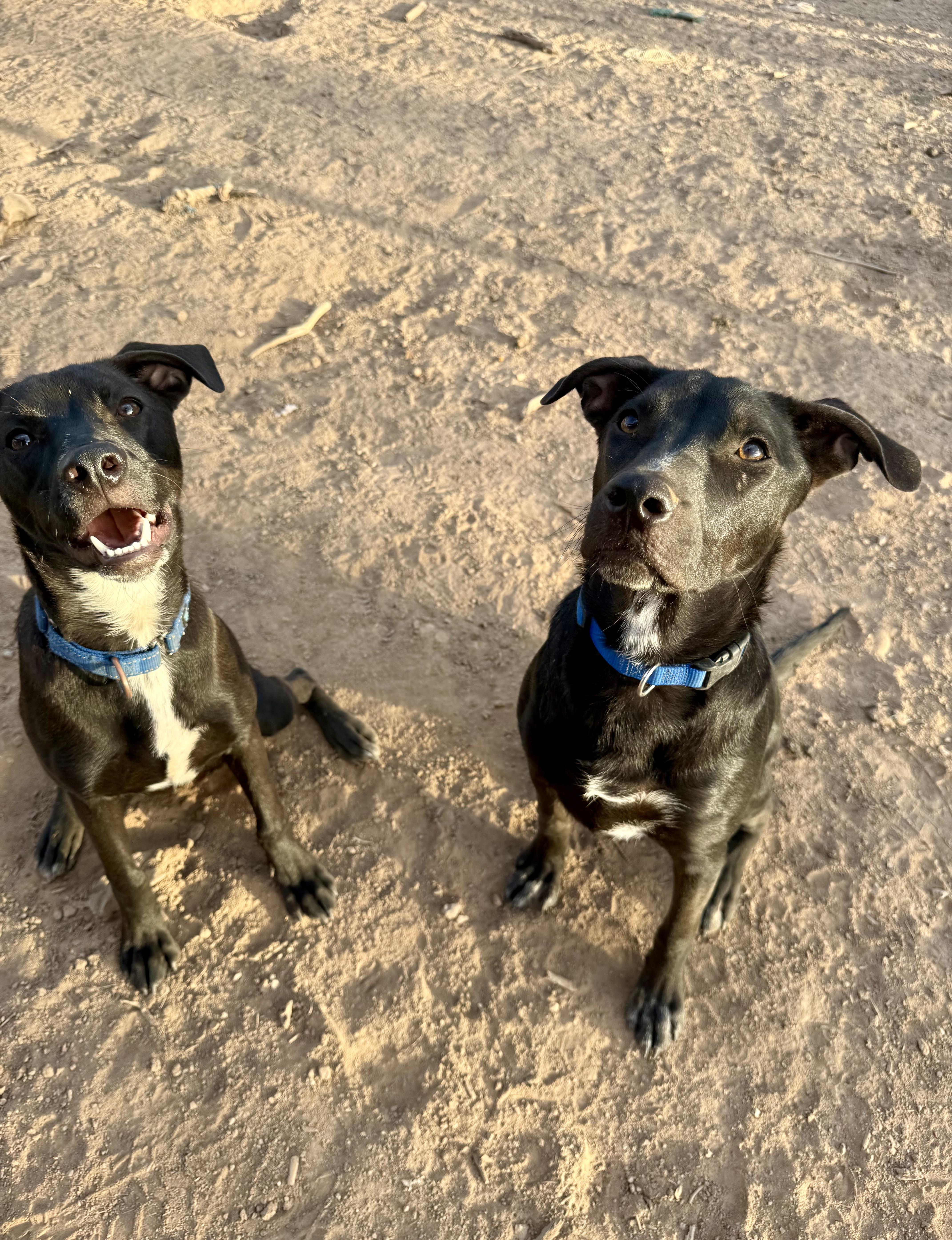Jett, a Adoptable mixed breed in Tucson, AZ image 1/6