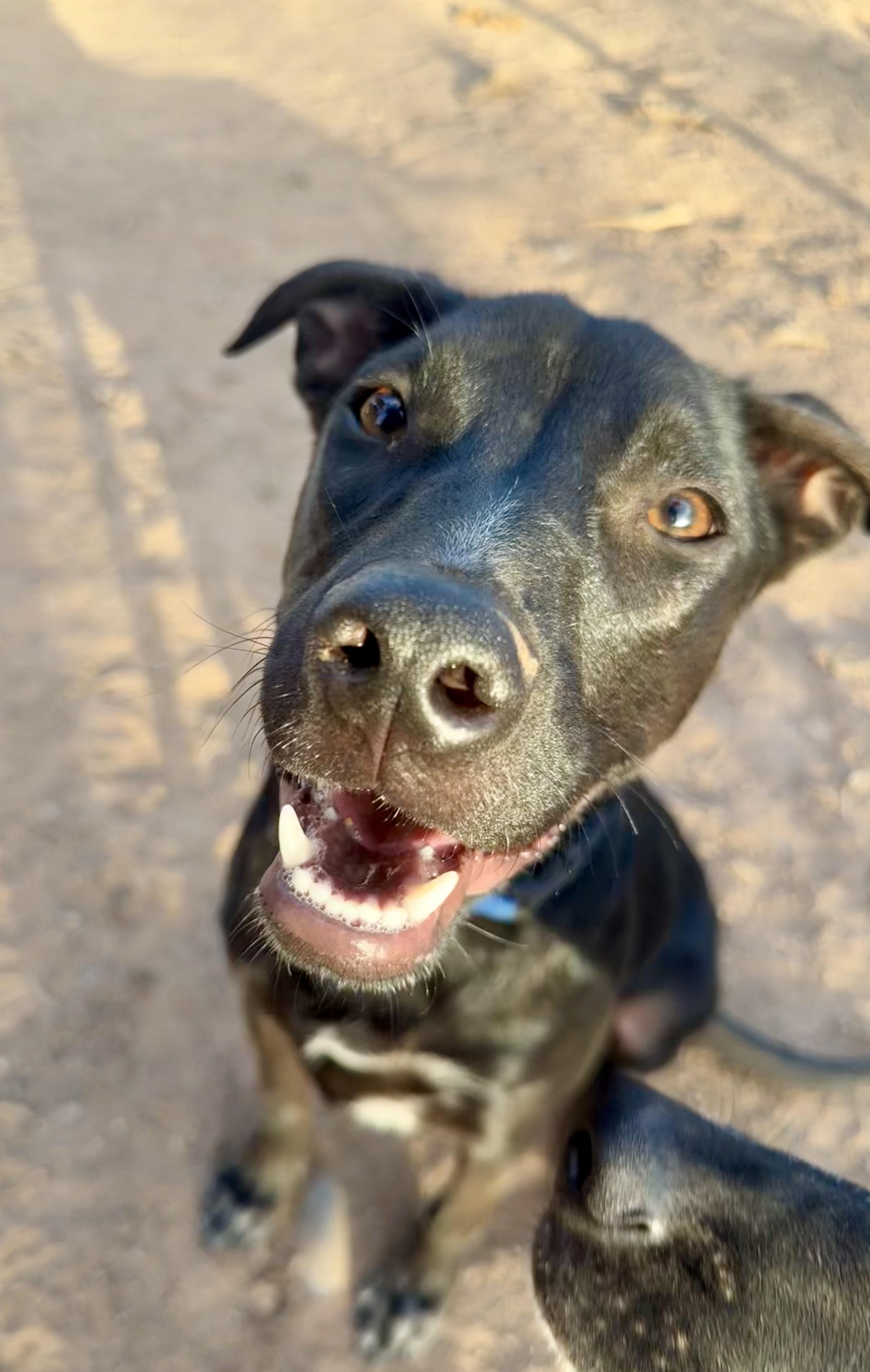 Jett, a Adoptable mixed breed in Tucson, AZ image 2/6