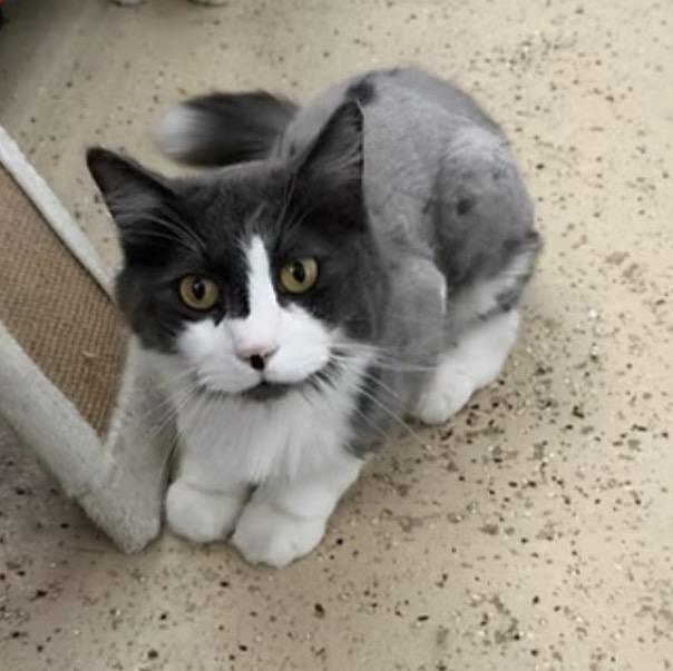 Helios, Adoptable, Adult Male Domestic Long Hair.