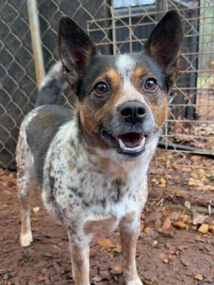 Cocoa Puff, Adoptable, Adult Female Australian Cattle Dog / Blue Heeler & Mixed Breed.