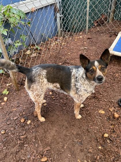 Enlarge Cocoa Puff, a Adoptable mixed breed in Cumming, GA image 2/3