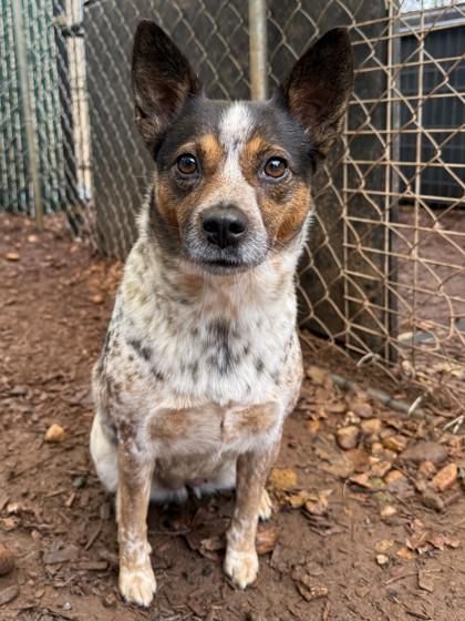 Enlarge Cocoa Puff, a Adoptable mixed breed in Cumming, GA image 3/3