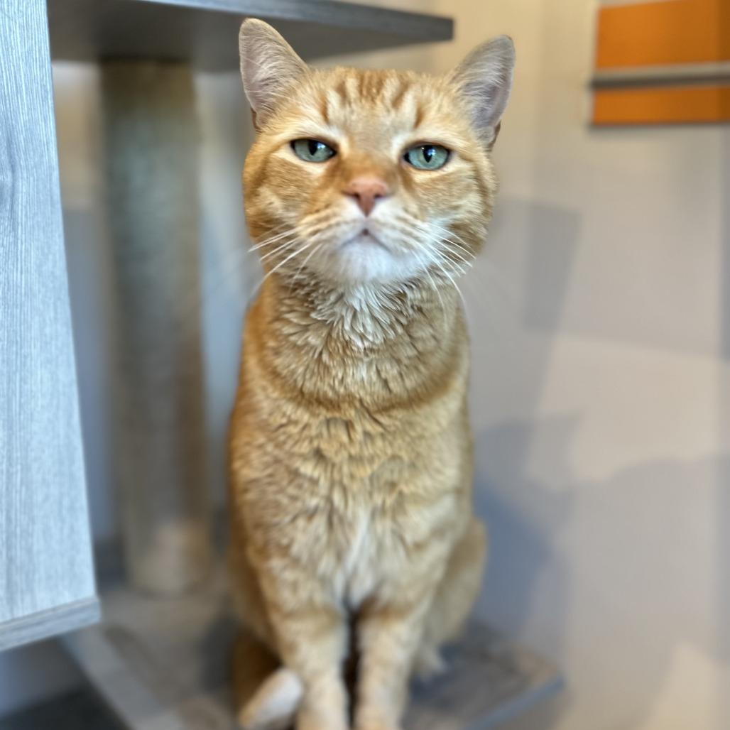 Bruno, a Adoptable Domestic Short Hair in Washington Township, OH image 1/6