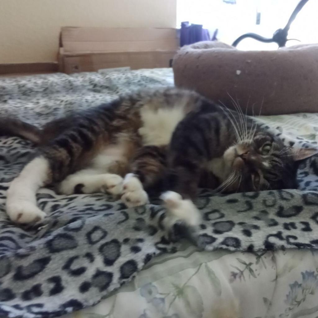 Enlarge Toby-Wan Kenobi, a Adoptable American Shorthair in Temecula, CA image 1/6