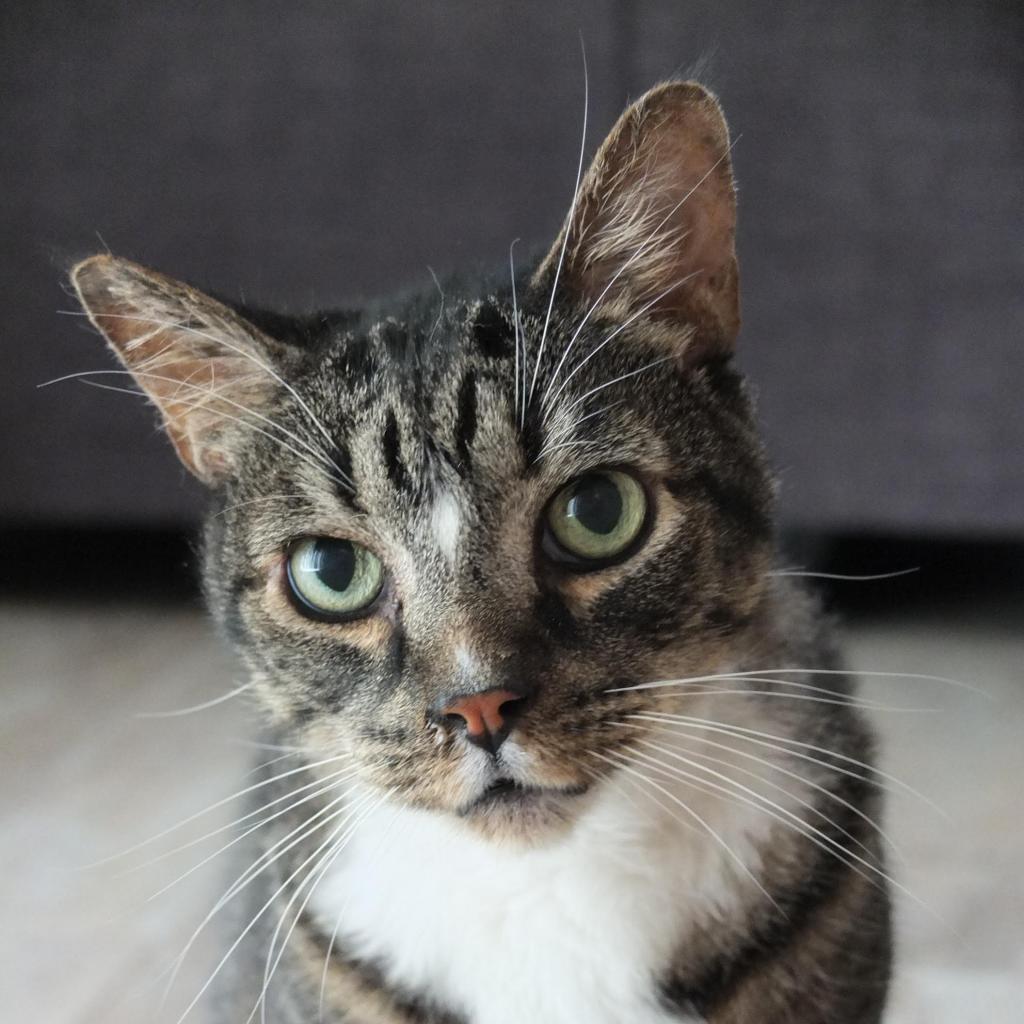 Enlarge Toby-Wan Kenobi, a Adoptable American Shorthair in Temecula, CA image 2/6