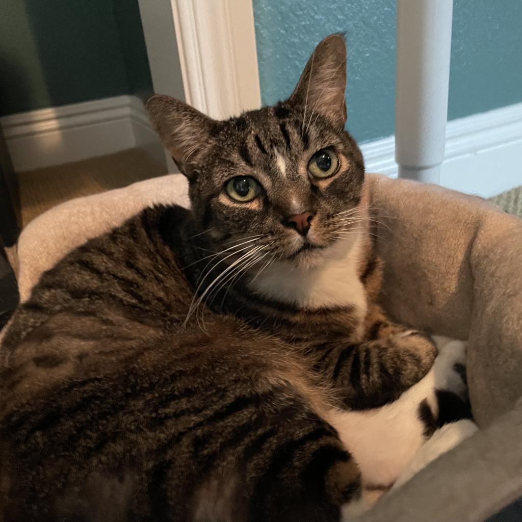 Enlarge Toby-Wan Kenobi, a Adoptable American Shorthair in Temecula, CA image 3/6