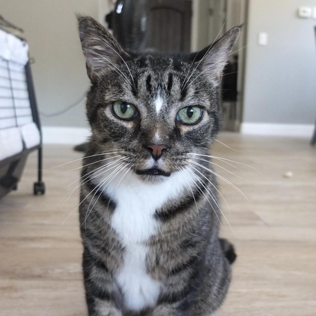 Enlarge Toby-Wan Kenobi, a Adoptable American Shorthair in Temecula, CA image 4/6