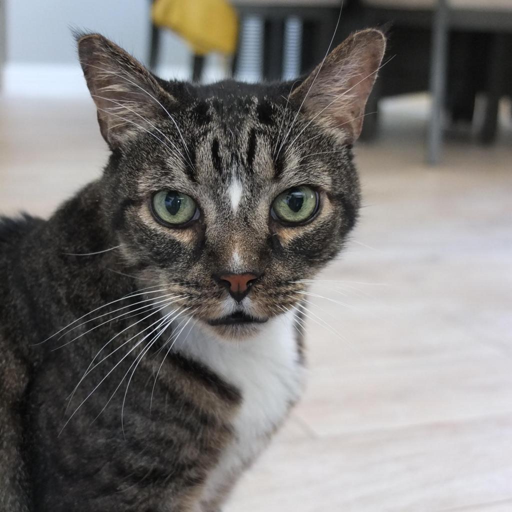 Enlarge Toby-Wan Kenobi, a Adoptable American Shorthair in Temecula, CA image 6/6