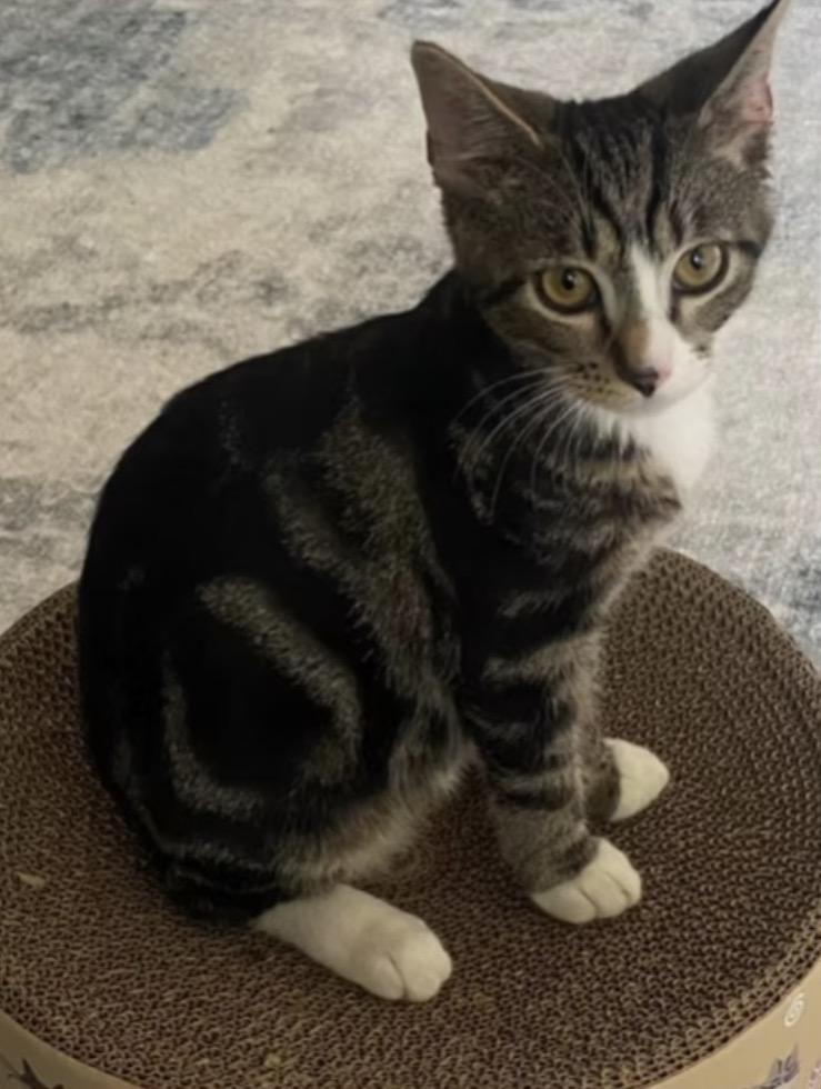 Enlarge Leo, a ADOPTABLE Domestic Short Hair in Harrington, DE image 2/4