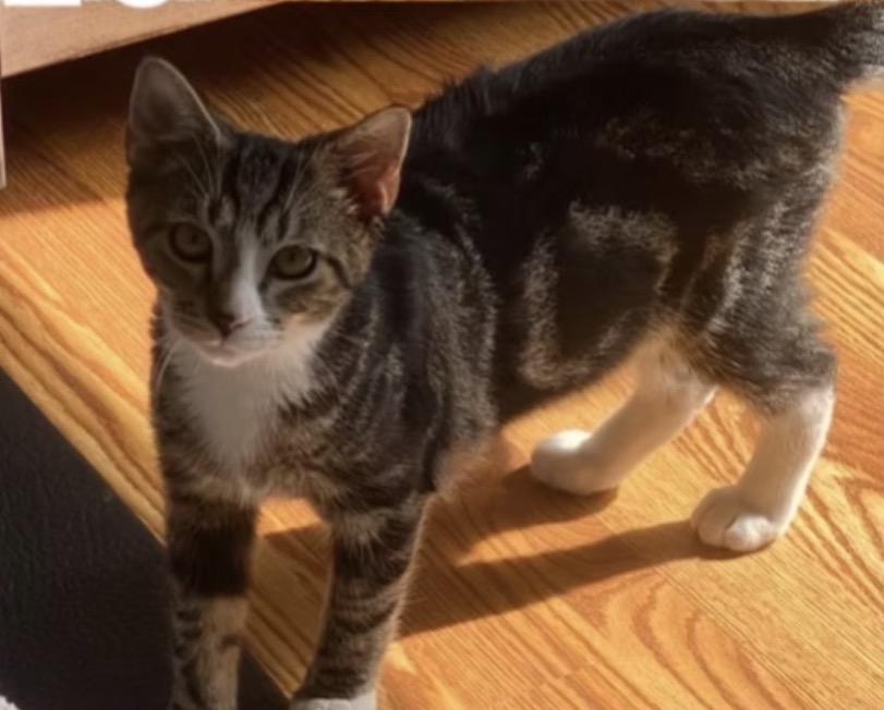 Enlarge Leo, a ADOPTABLE Domestic Short Hair in Harrington, DE image 4/4