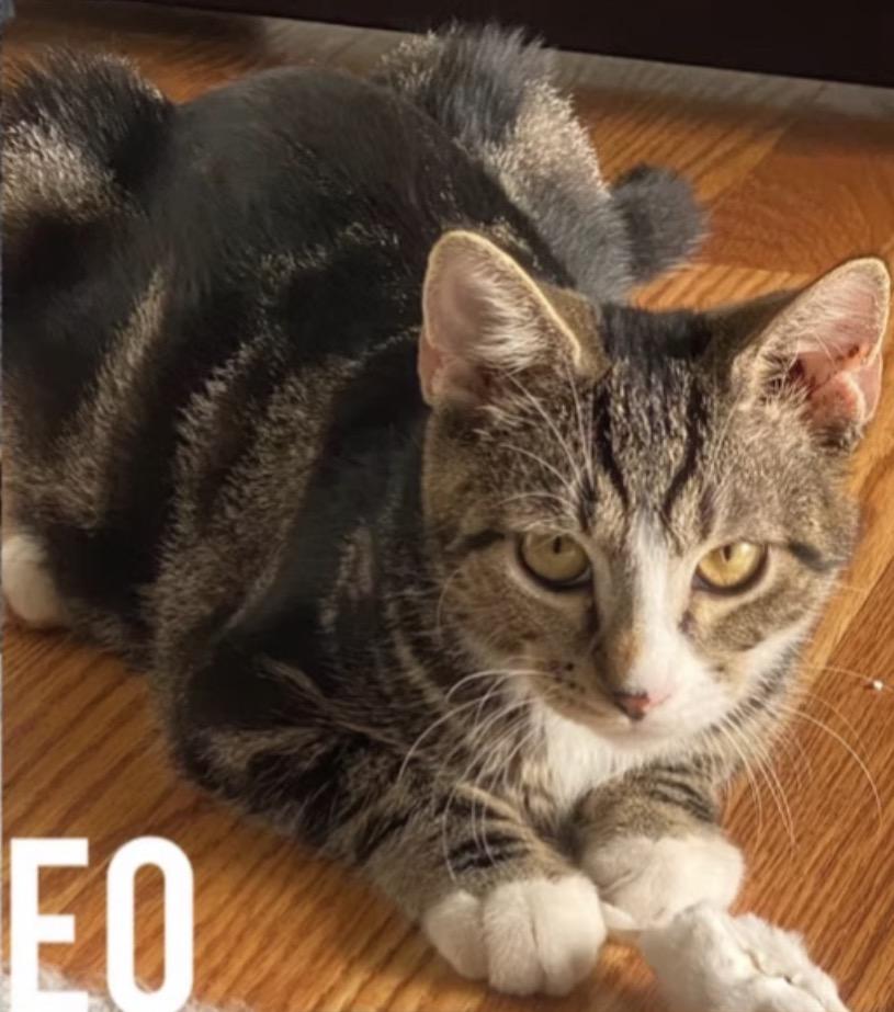 Enlarge Leo, a ADOPTABLE Domestic Short Hair in Harrington, DE image 3/4
