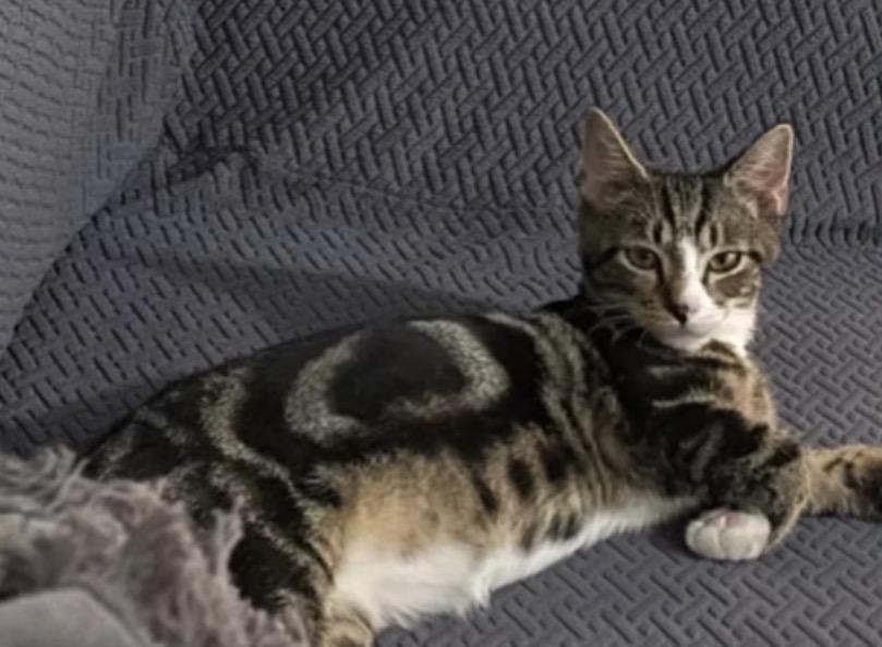 Enlarge Leo, a ADOPTABLE Domestic Short Hair in Harrington, DE image 1/4